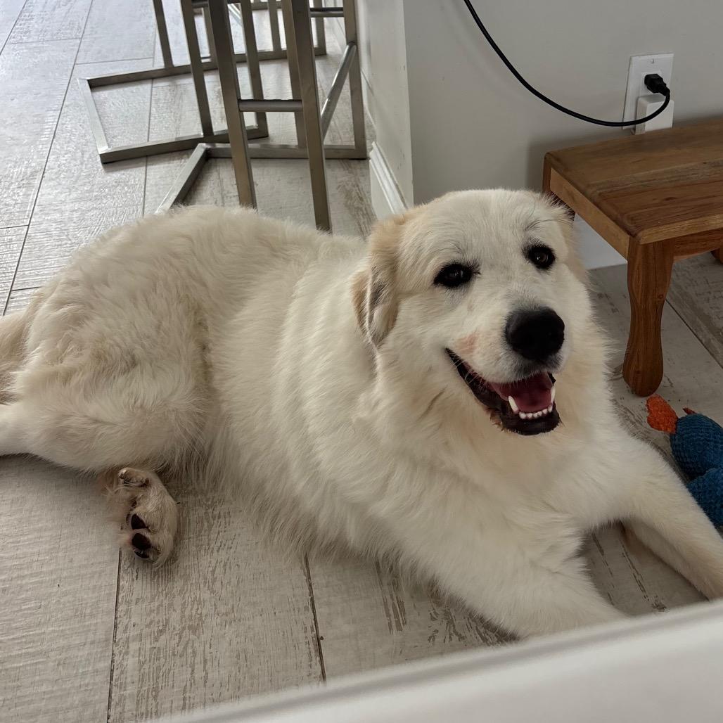 Yeti, an adopted Great Pyrenees in Lauderhill, FL image 4/4