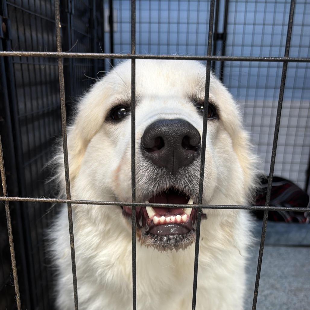 Yeti, an adopted Great Pyrenees in Lauderhill, FL image 2/4