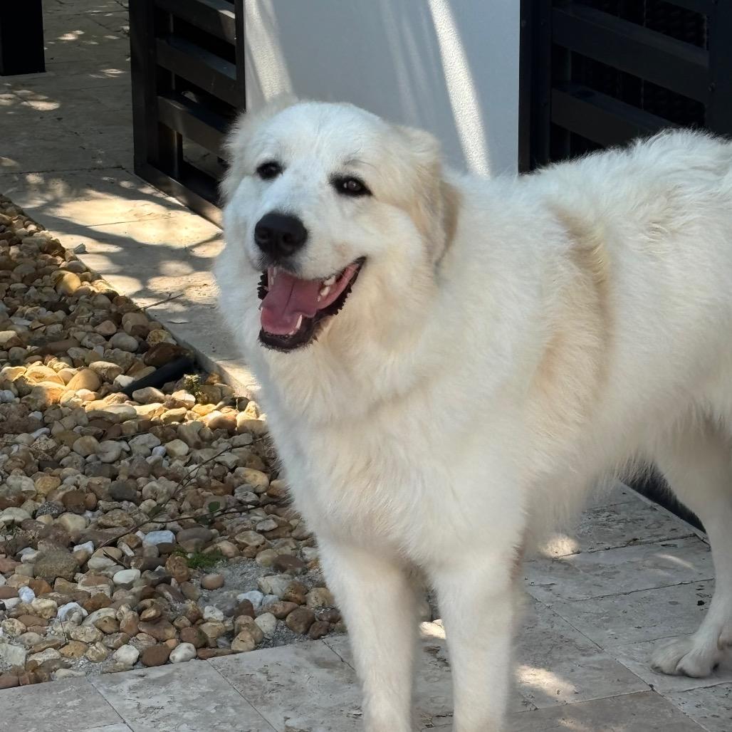 Yeti, an adopted Great Pyrenees in Lauderhill, FL image 1/4