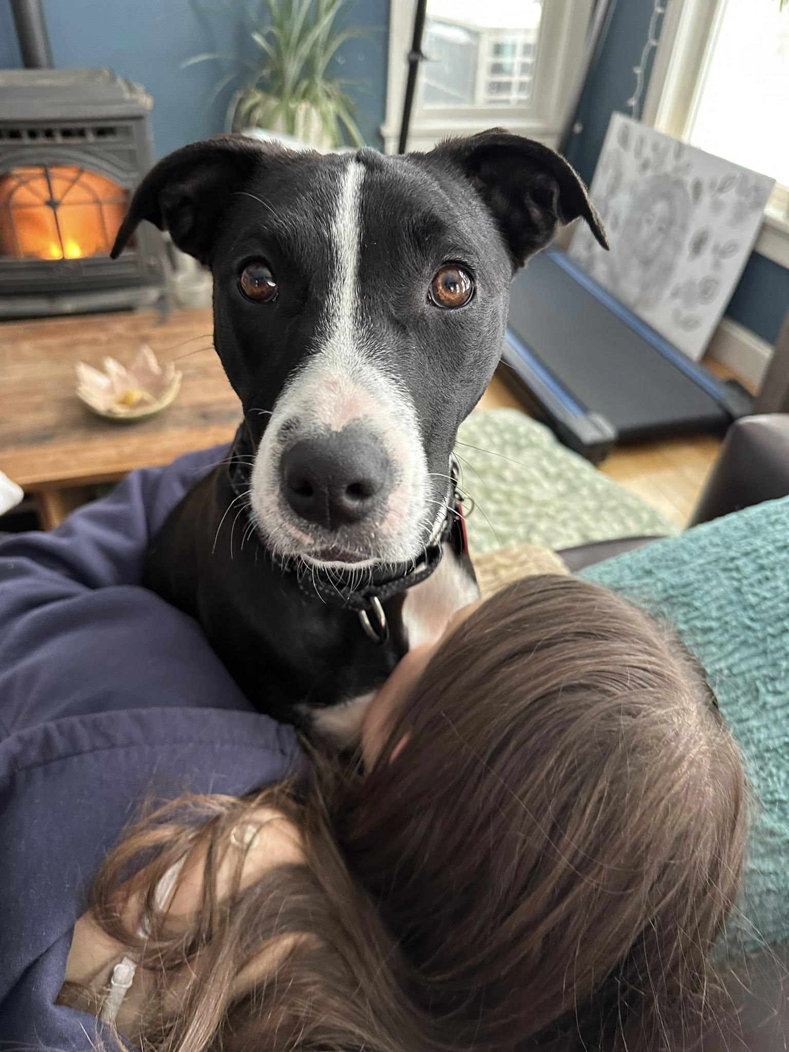 Dana *HERE IN NH*, ADOPTABLE, Young Female Mixed Breed.