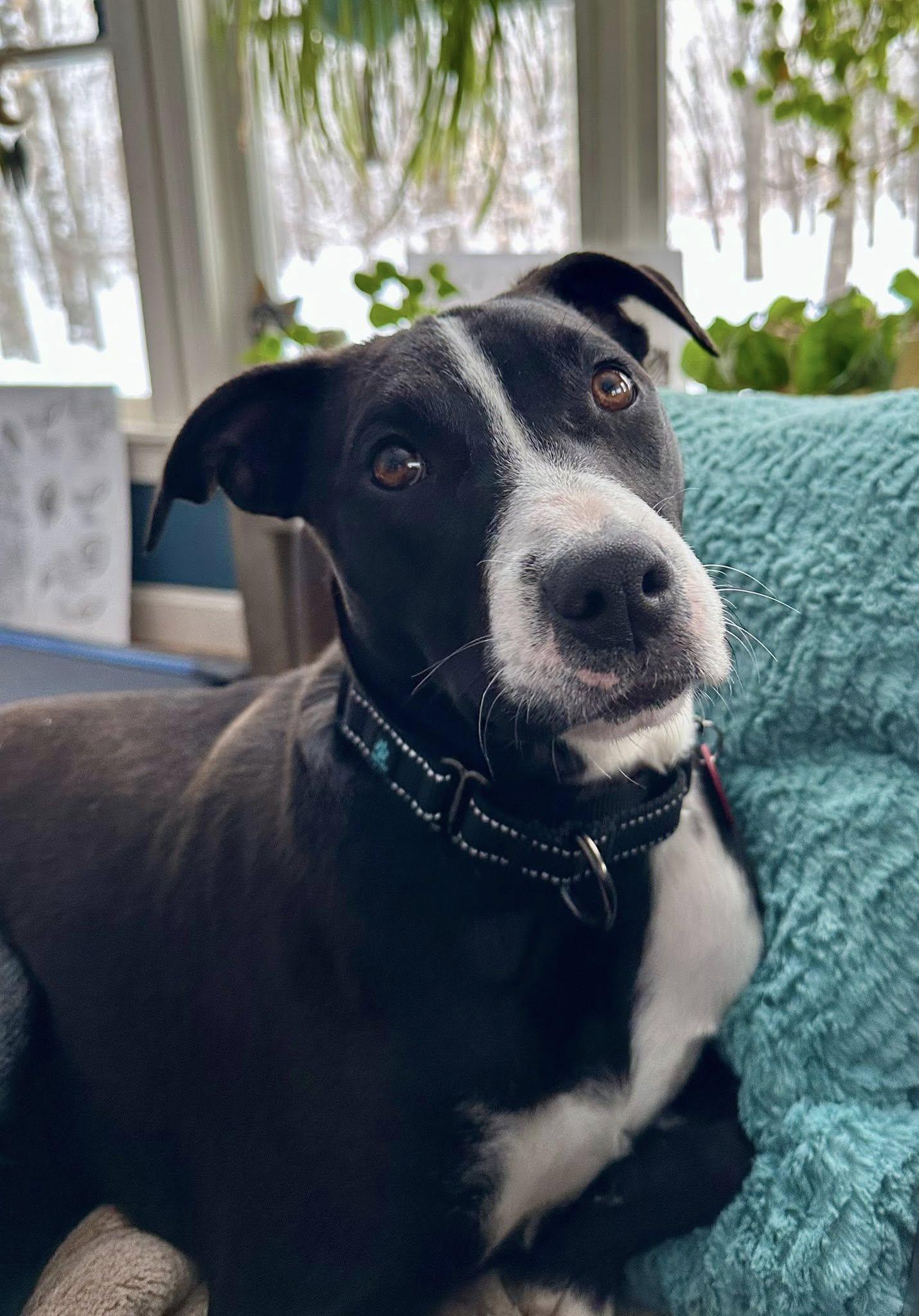 Enlarge Dana *HERE IN NH*, a ADOPTABLE Mixed Breed in Northwood, NH image 4/5