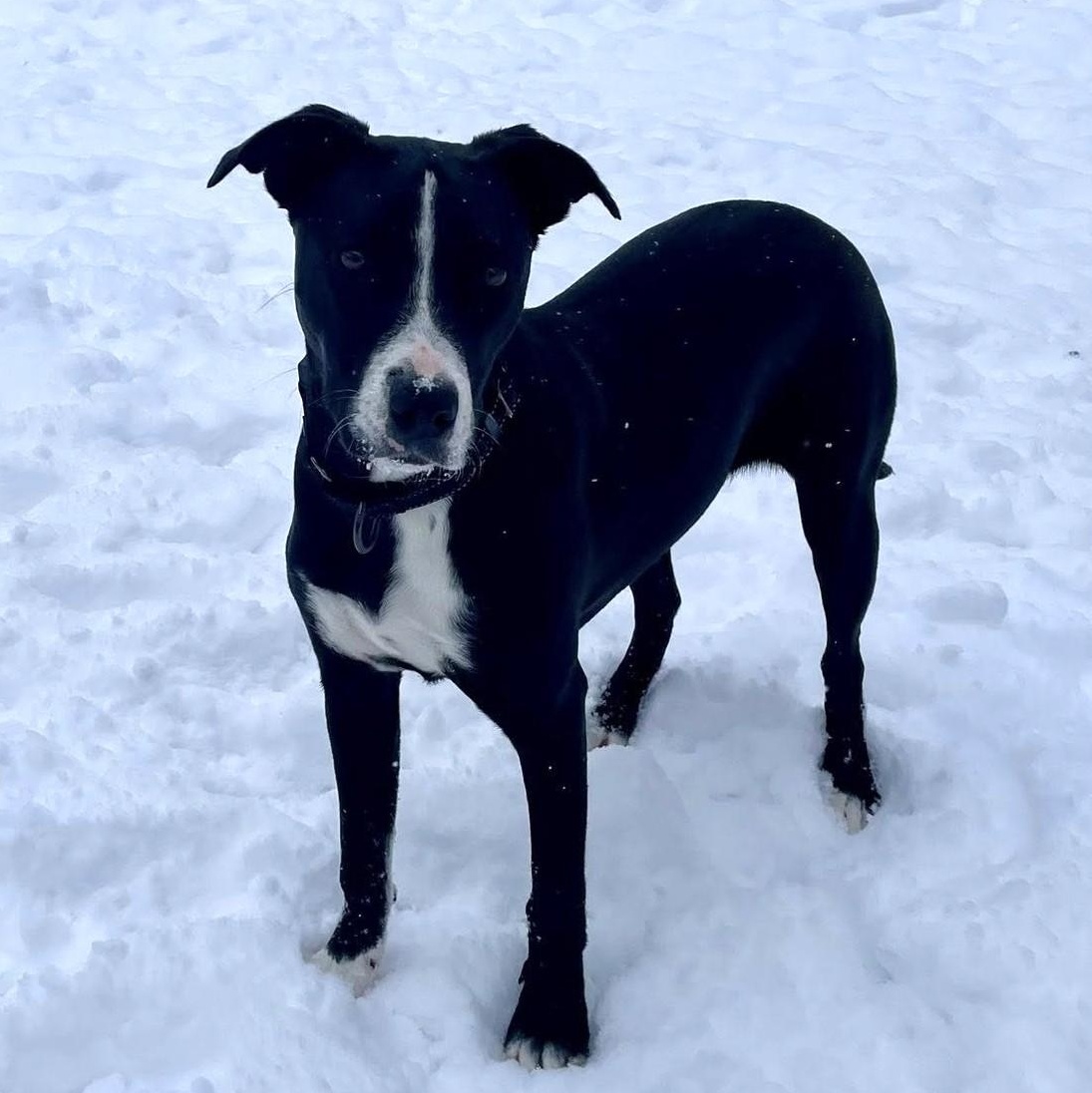Enlarge Dana *HERE IN NH*, a ADOPTABLE Mixed Breed in Northwood, NH image 2/5
