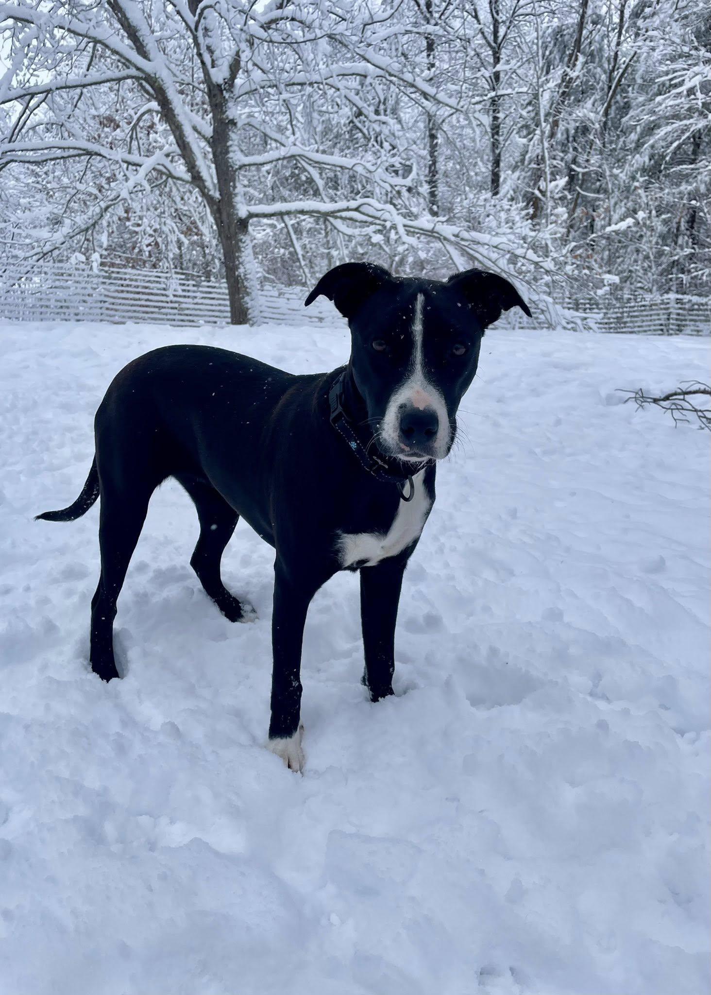 Enlarge Dana *HERE IN NH*, a ADOPTABLE Mixed Breed in Northwood, NH image 3/5