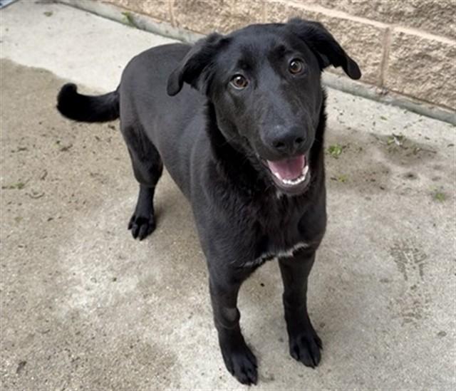 Enlarge SARA, a Adoptable mixed breed in Aurora, IL image 1/1