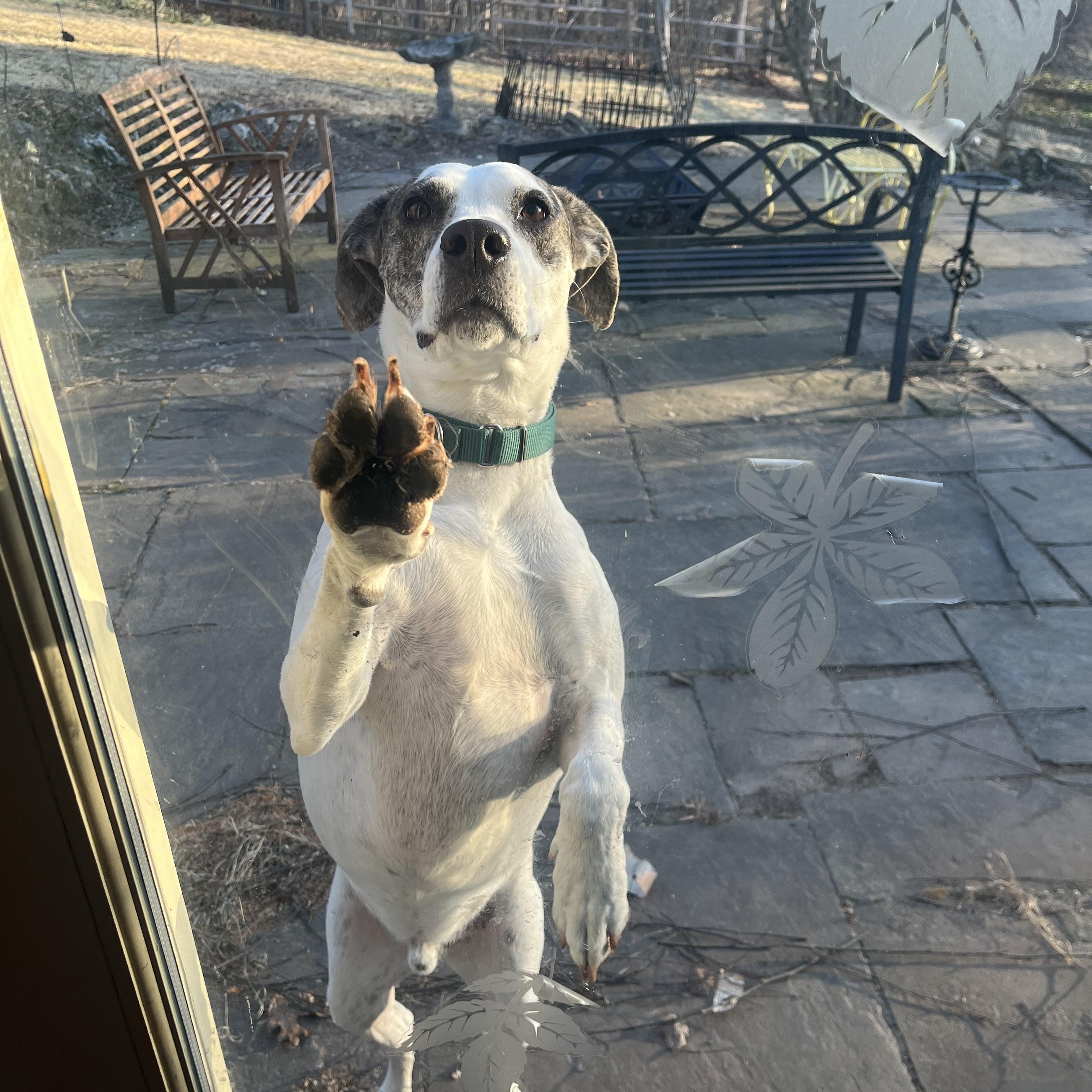 Enlarge Griffin, a Adoptable mixed breed in Hillsborough, NJ image 1/6