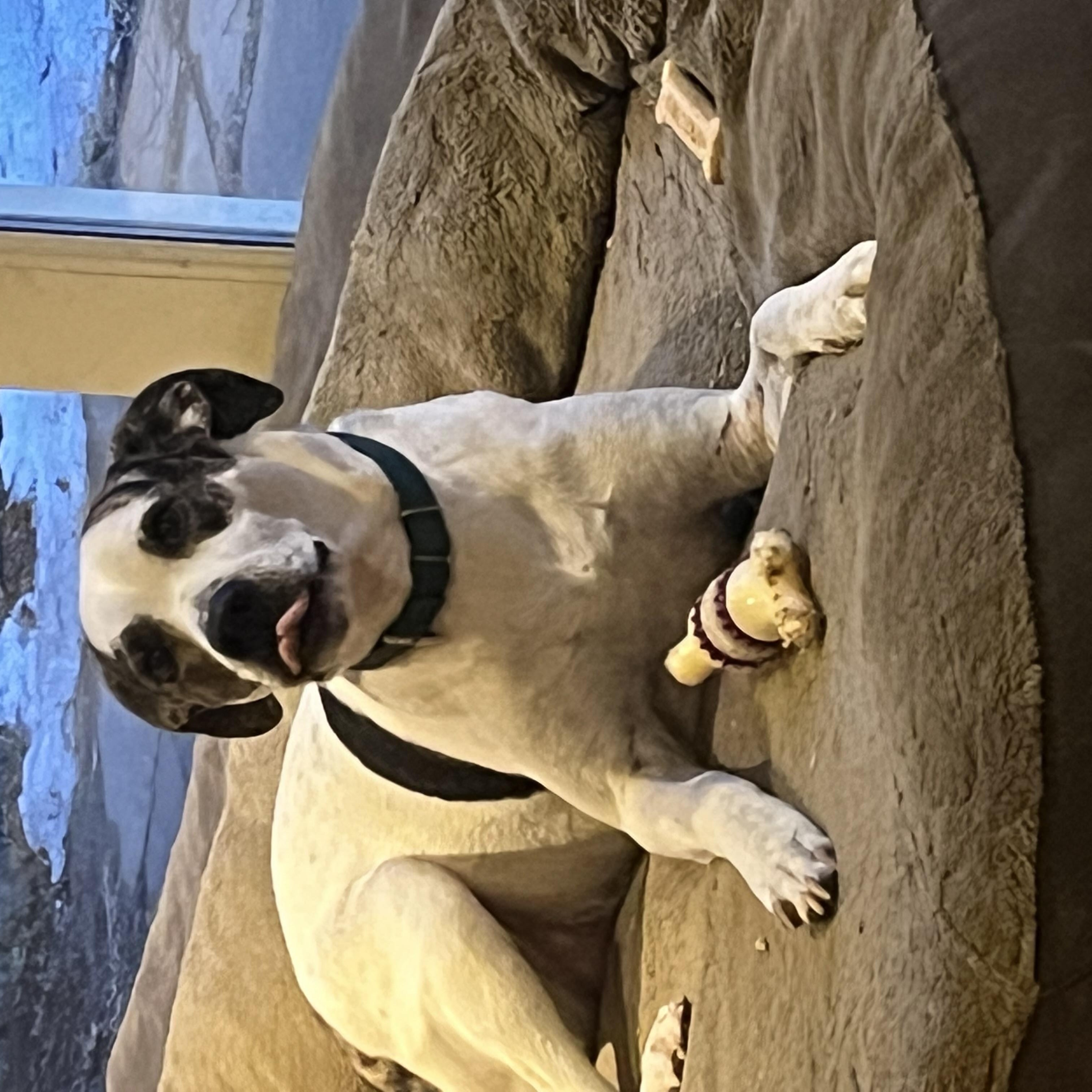 Enlarge Griffin, a Adoptable mixed breed in Hillsborough, NJ image 2/6