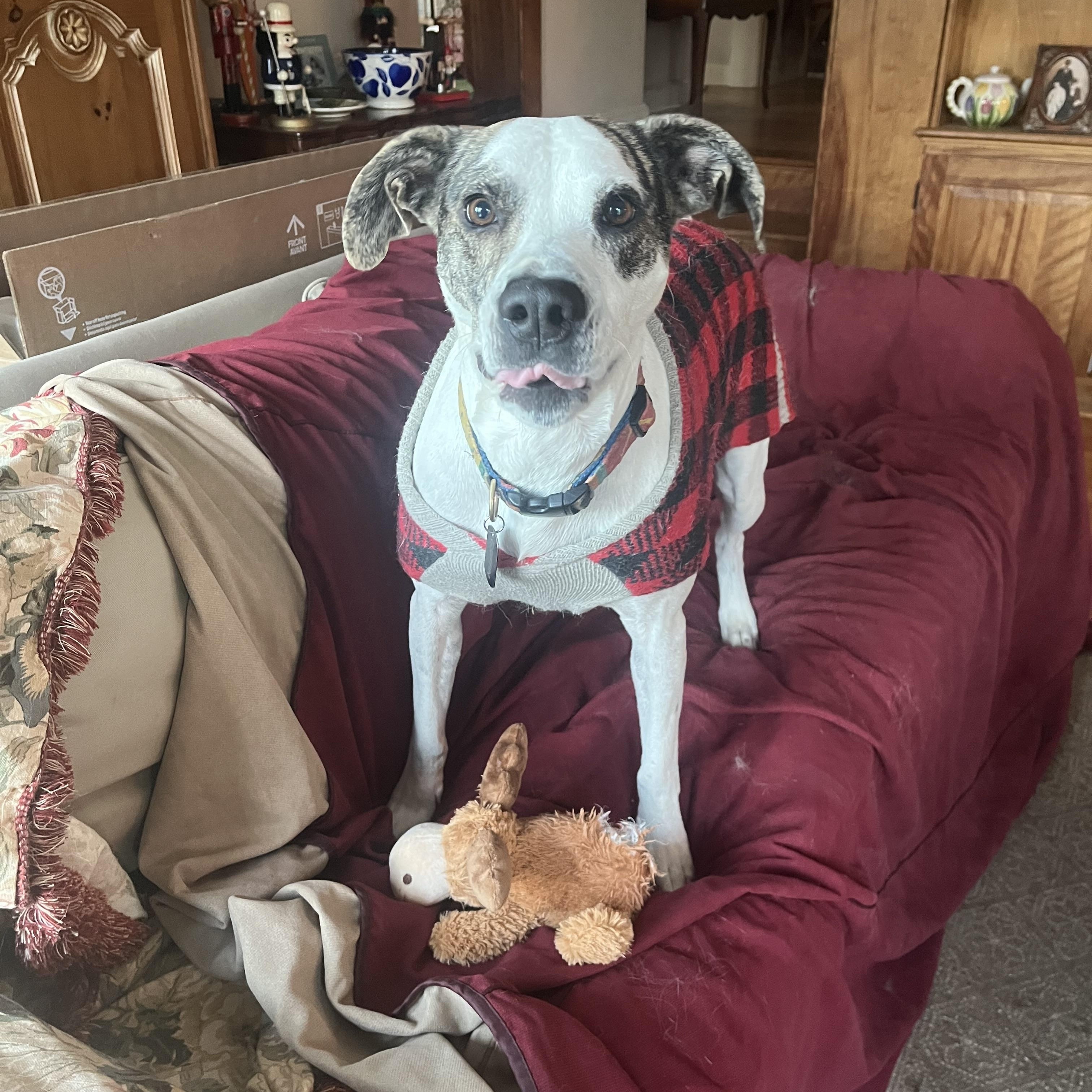 Enlarge Griffin, a Adoptable mixed breed in Hillsborough, NJ image 3/6