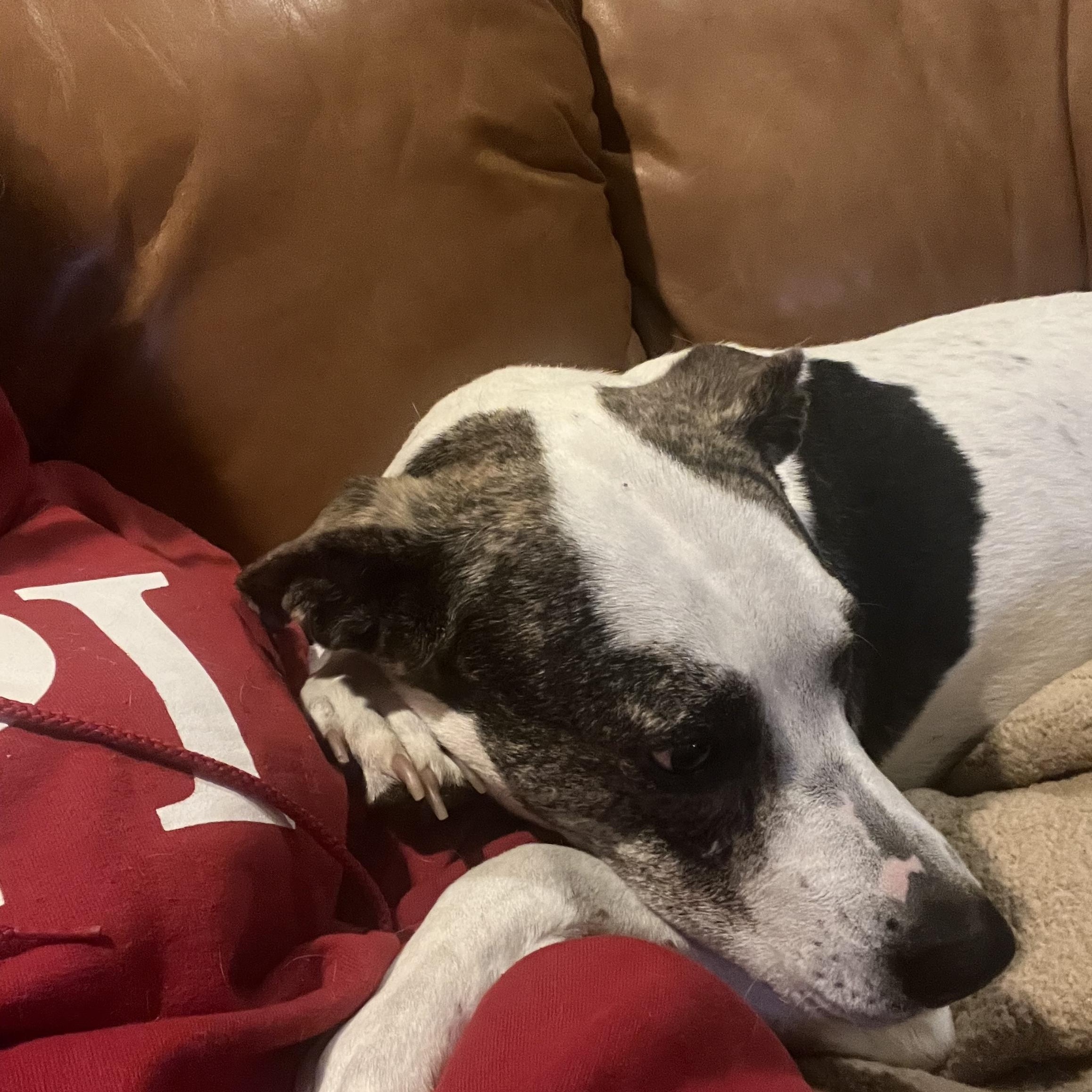 Enlarge Griffin, a Adoptable mixed breed in Hillsborough, NJ image 4/6