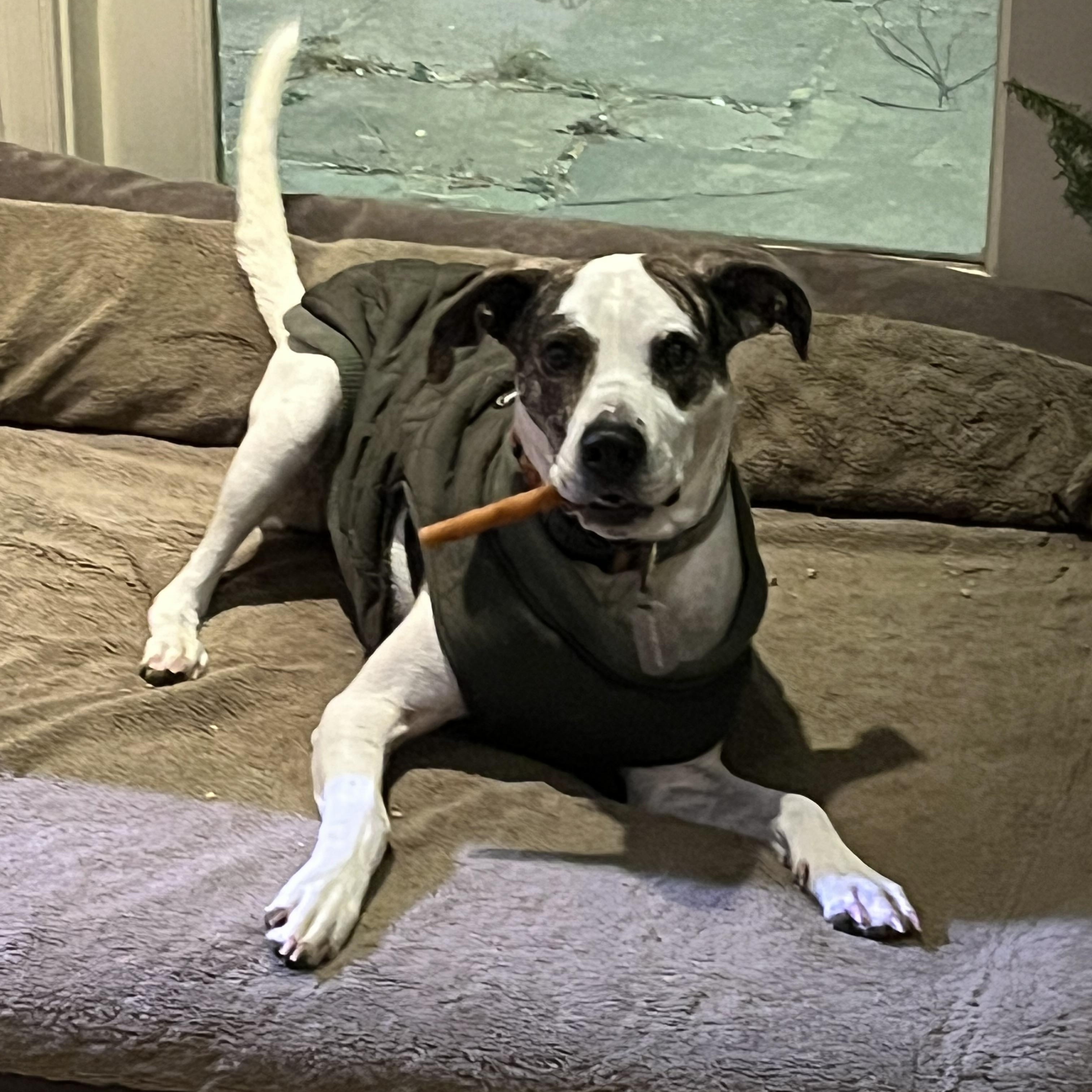 Enlarge Griffin, a Adoptable mixed breed in Hillsborough, NJ image 5/6