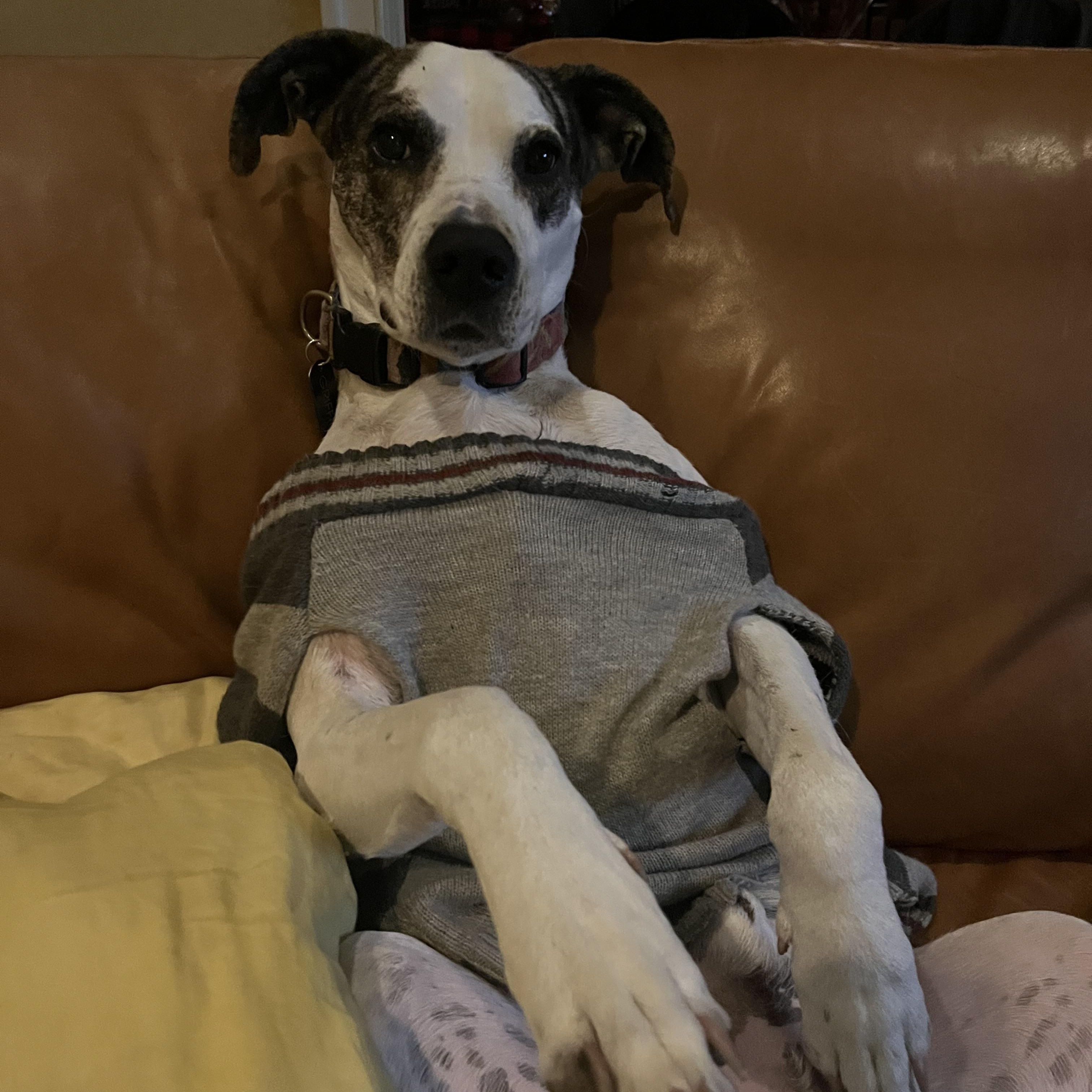 Enlarge Griffin, a Adoptable mixed breed in Hillsborough, NJ image 6/6