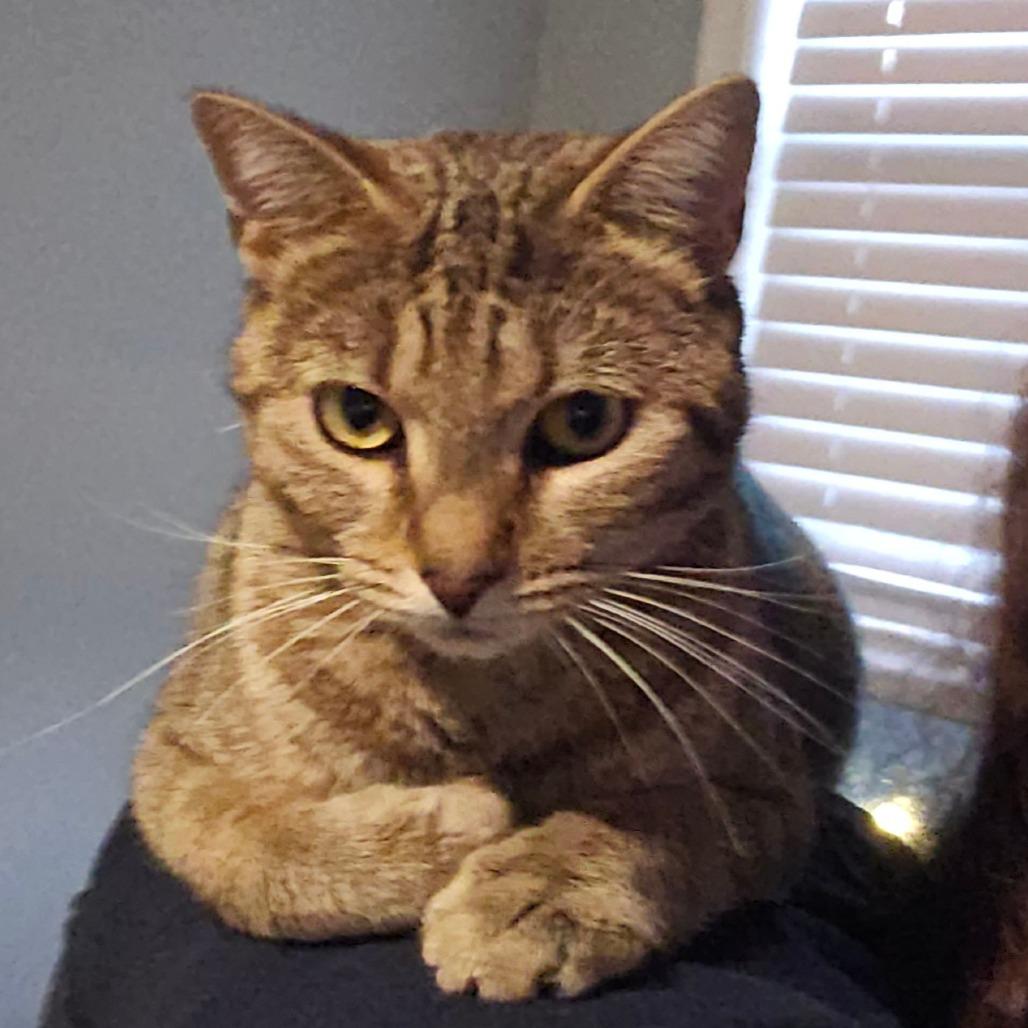 Judkins, a Adoptable Domestic Short Hair in Hedgesville, WV image 1/2