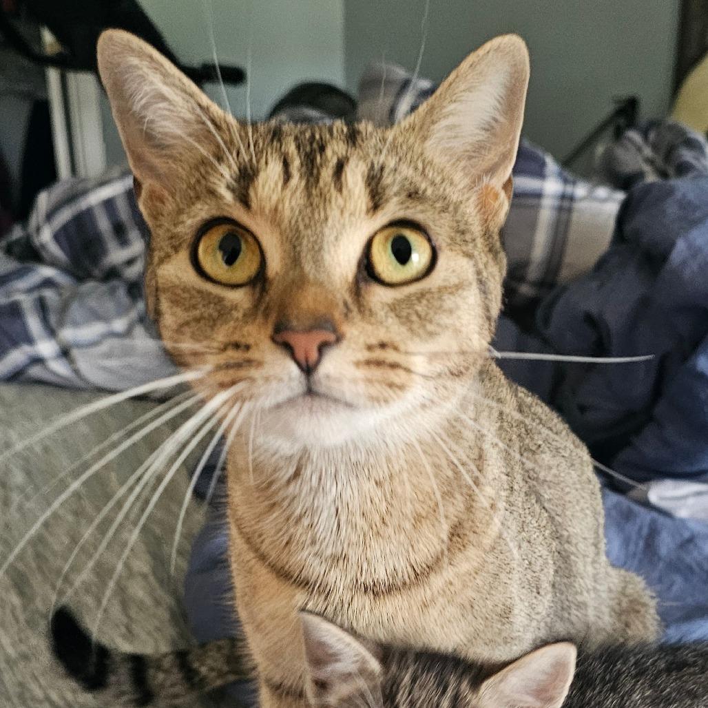 Judkins, a Adoptable Domestic Short Hair in Hedgesville, WV image 2/2