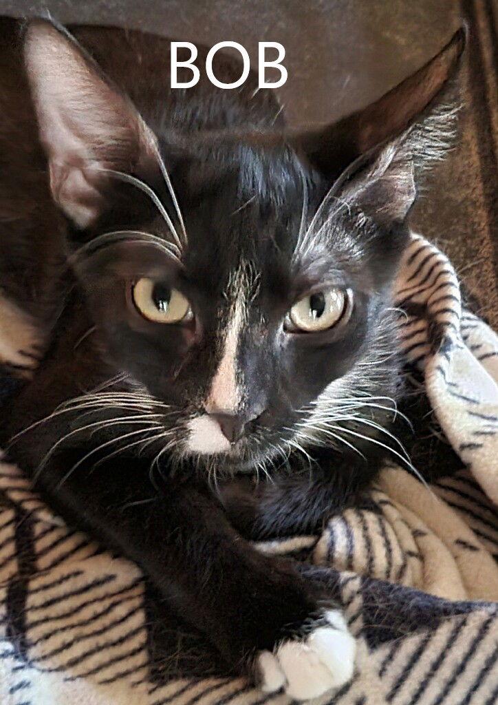 Enlarge Bob, a Adoptable Domestic Short Hair in Littlerock, CA image 1/1