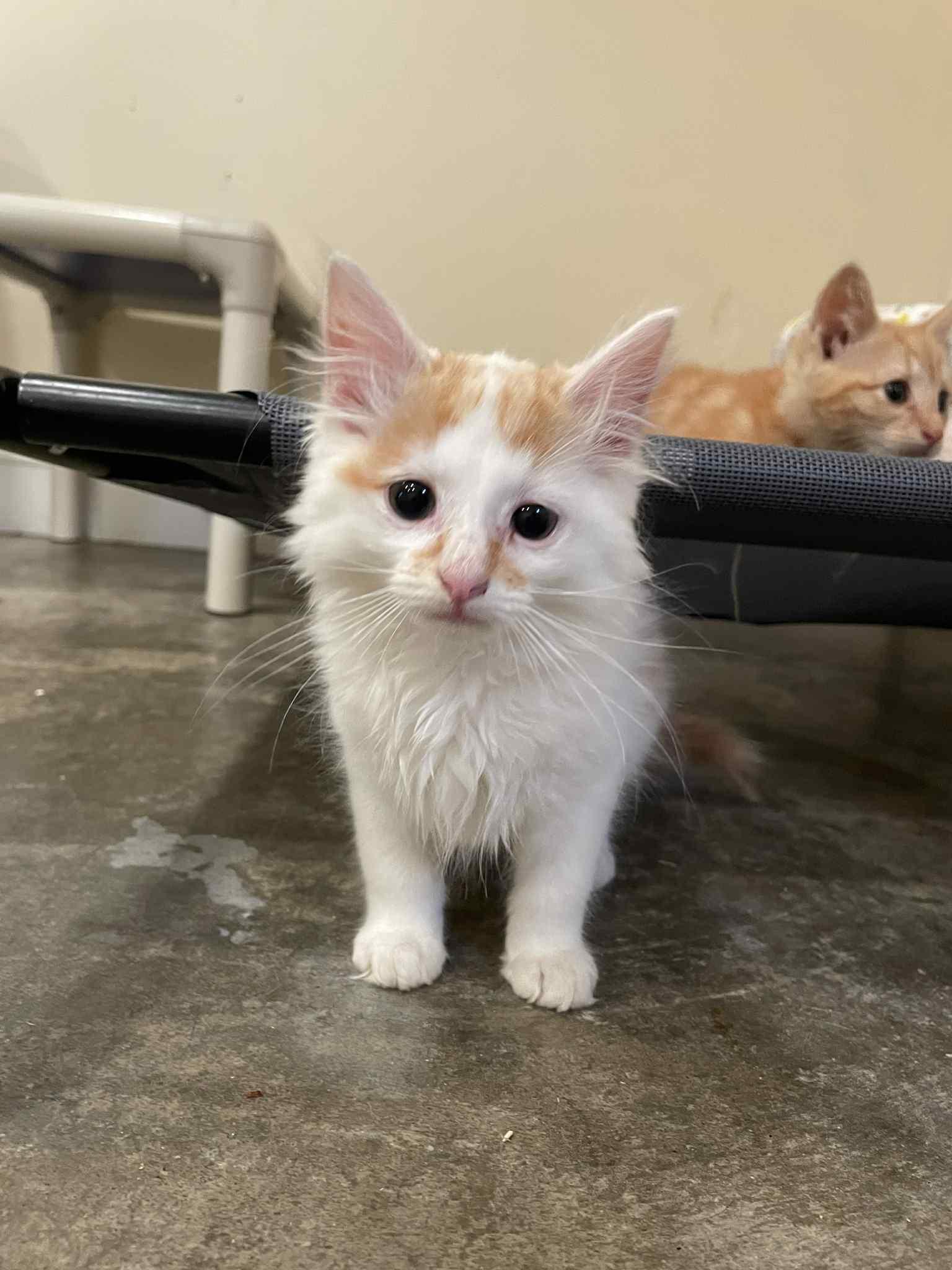 Jim, Baby Male Domestic Long Hair