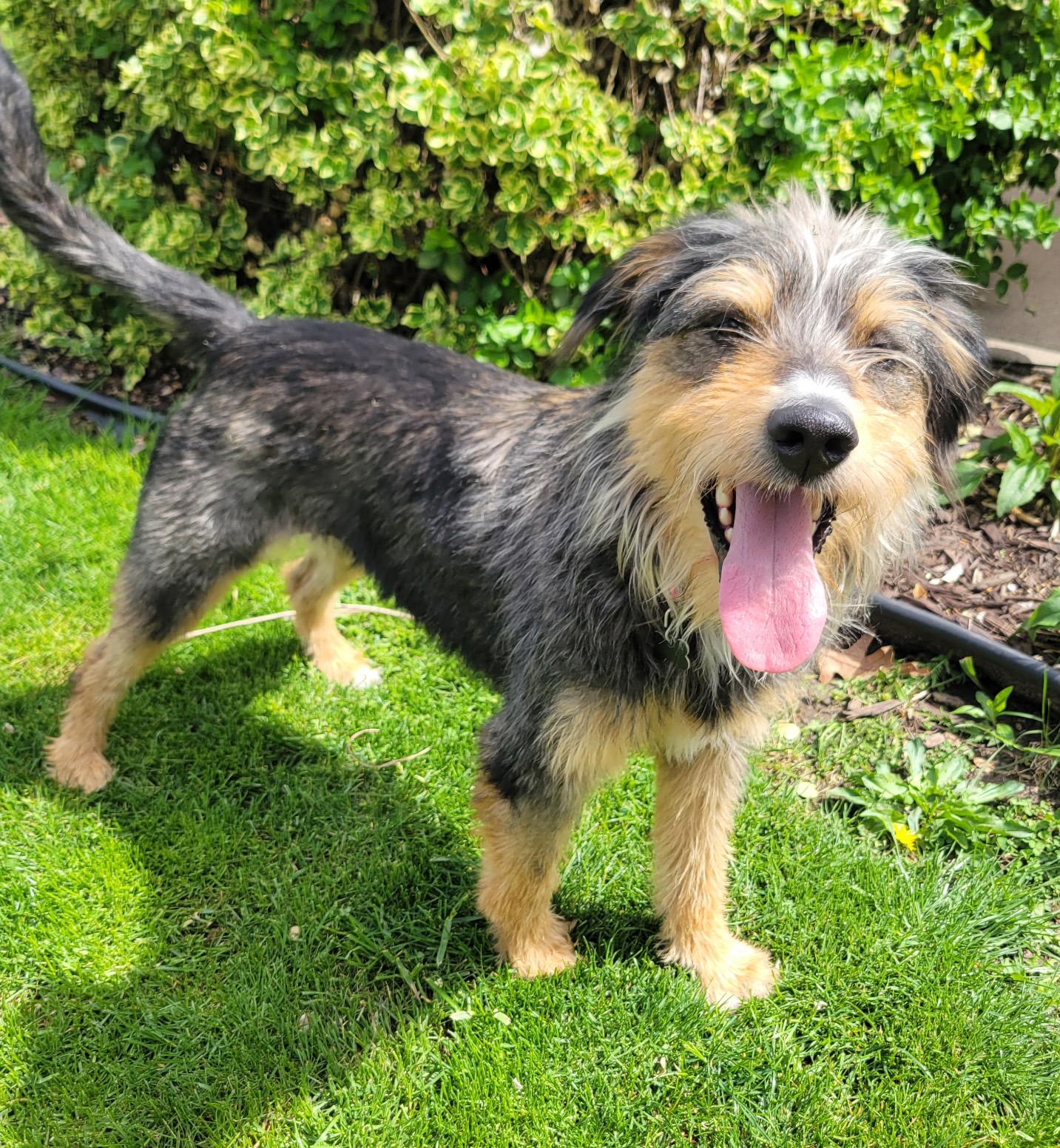 Enlarge Lucy, a ADOPTABLE mixed breed in Lisbon, IA image 5/6