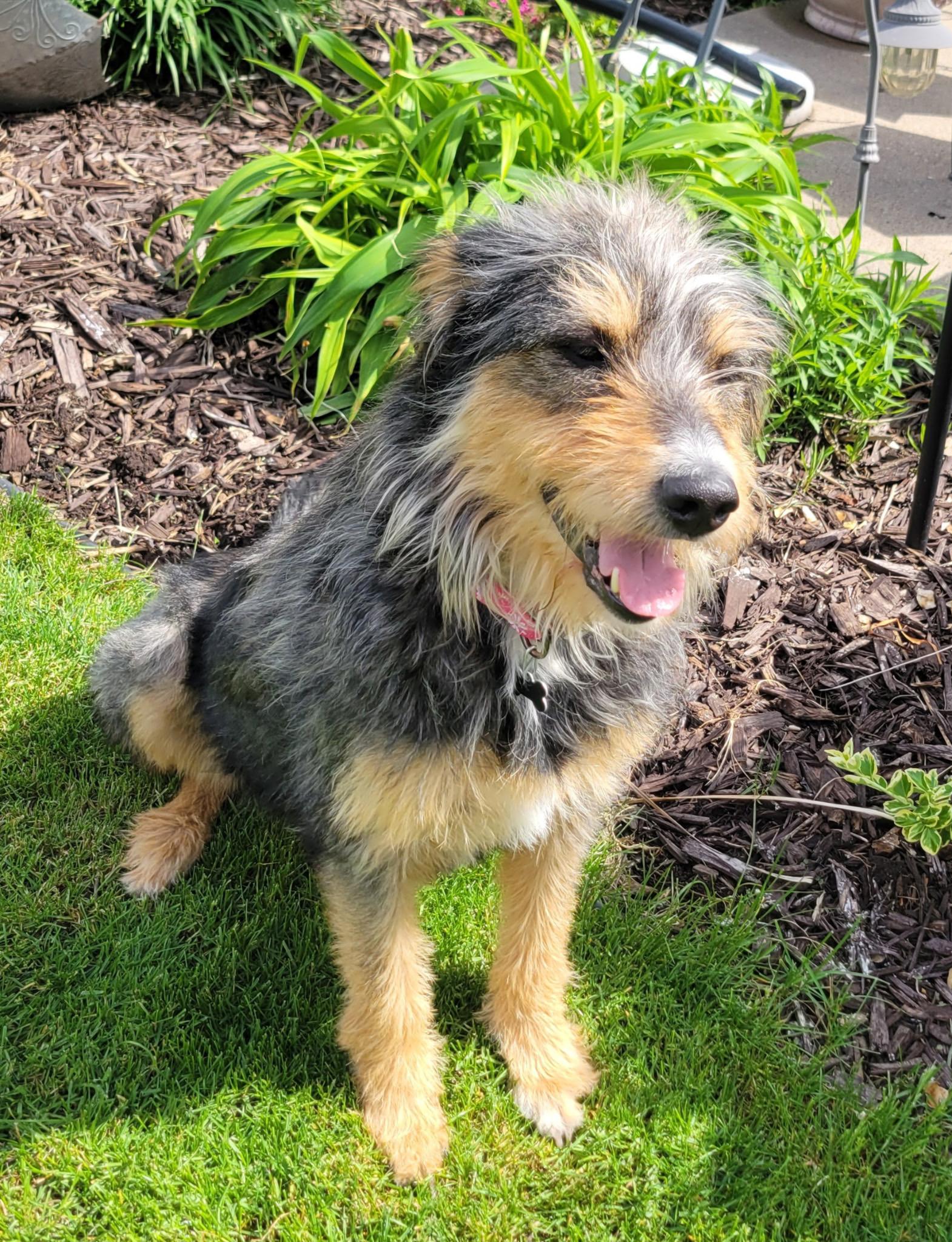 Enlarge Lucy, a ADOPTABLE mixed breed in Lisbon, IA image 4/6