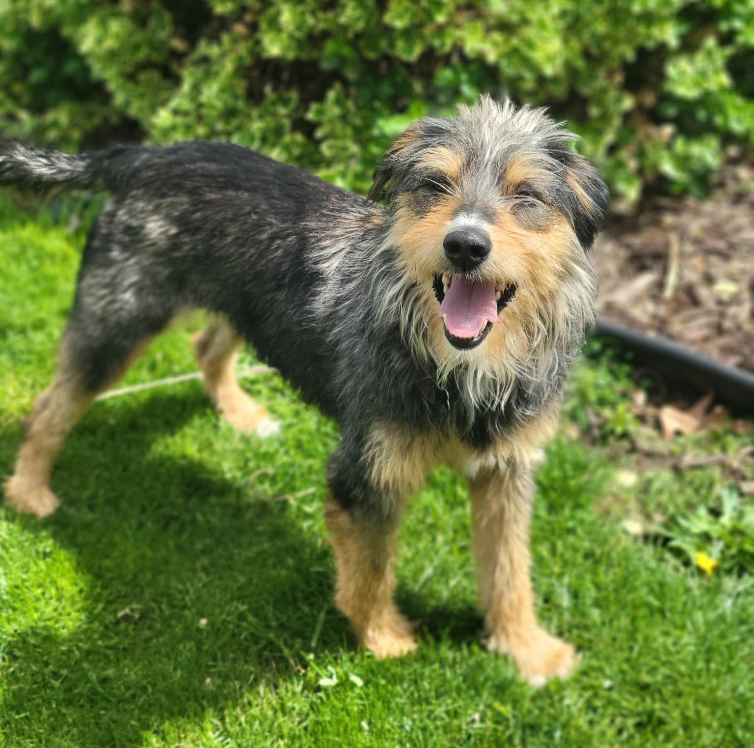 Enlarge Lucy, a ADOPTABLE mixed breed in Lisbon, IA image 3/6