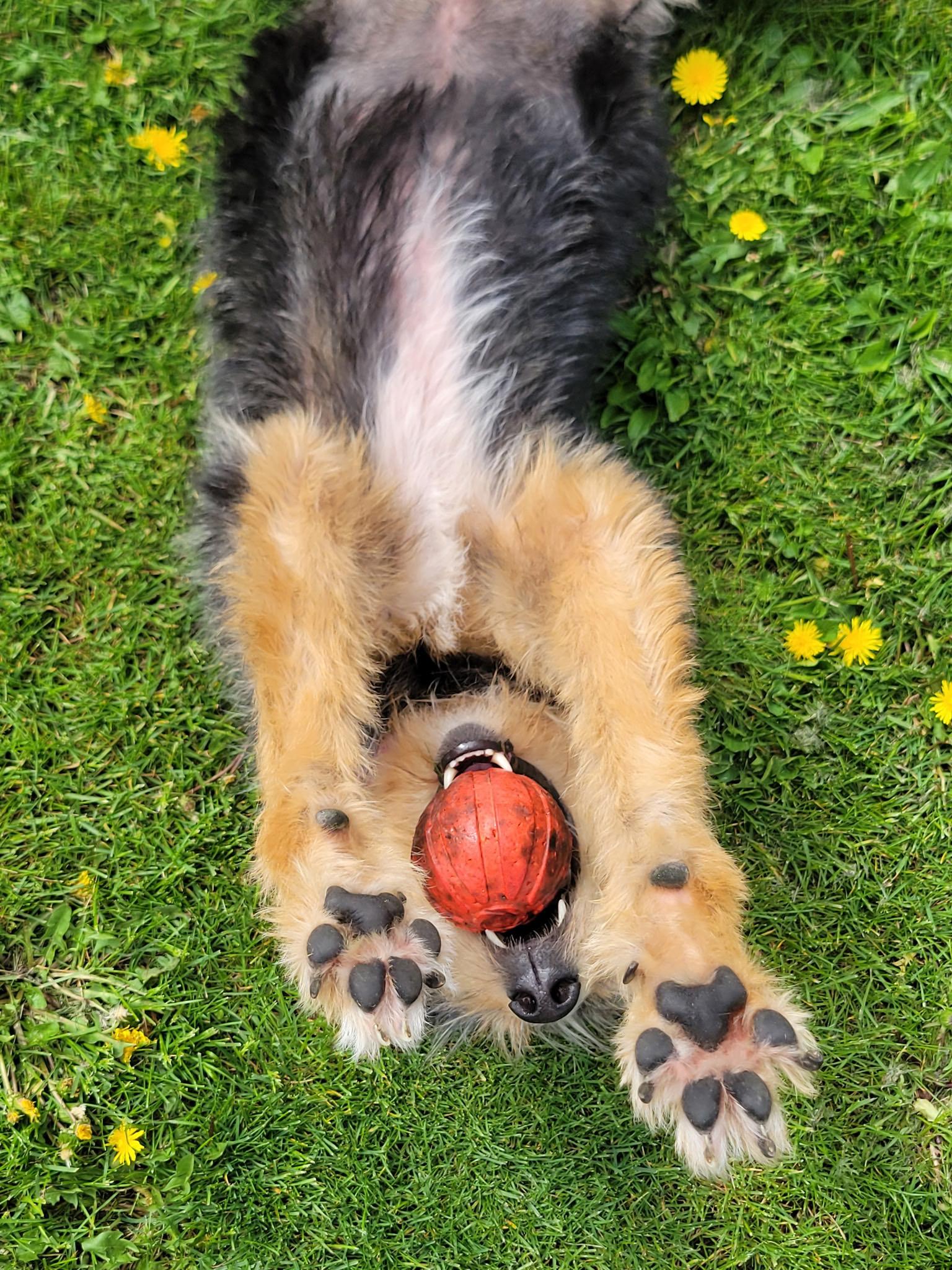 Enlarge Lucy, a ADOPTABLE mixed breed in Lisbon, IA image 6/6