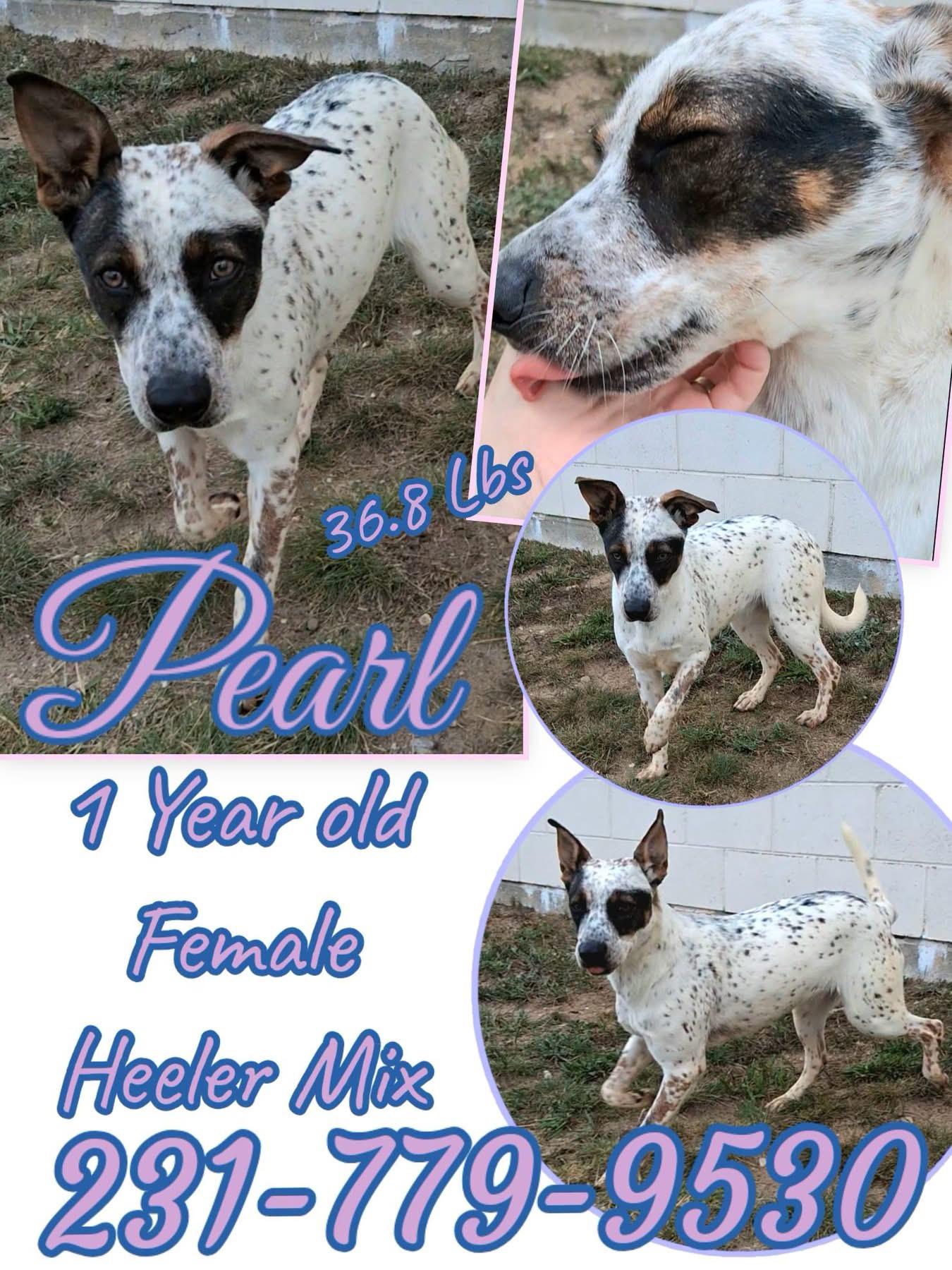PEARL, ADOPTABLE, Young Female Australian Cattle Dog / Blue Heeler.