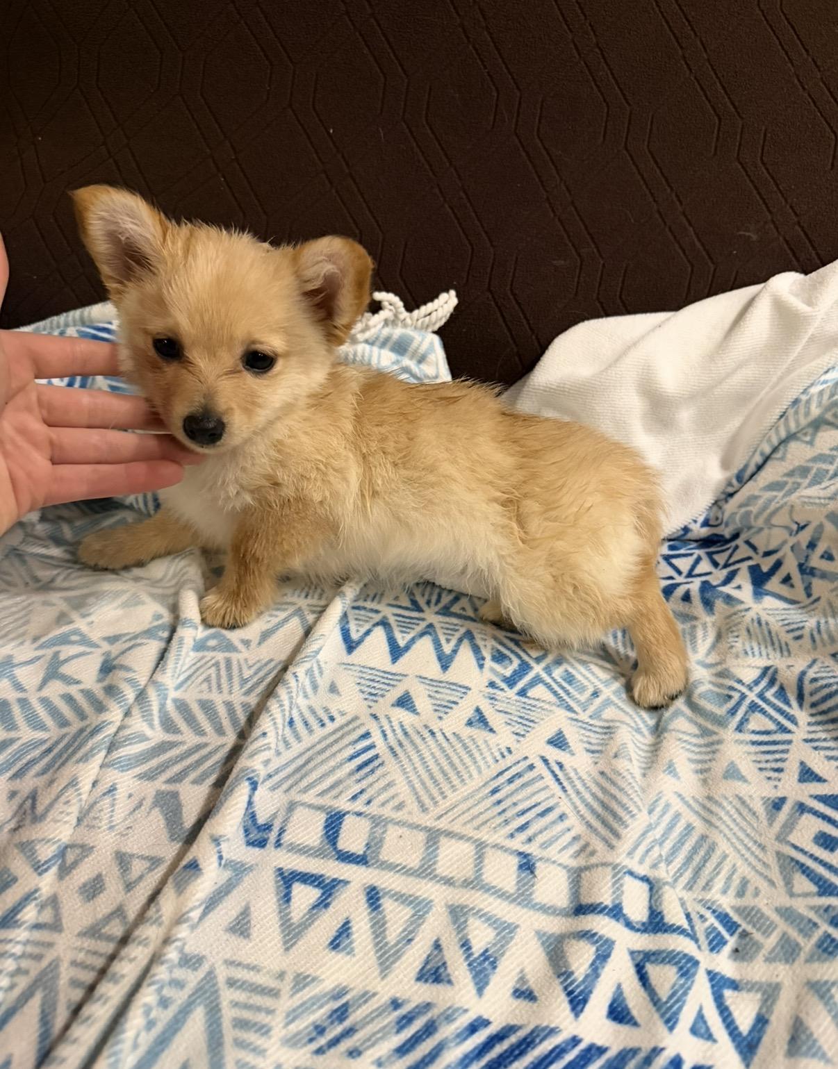 Enlarge Goldie , an adopted mixed breed in Morristown, TN image 1/2