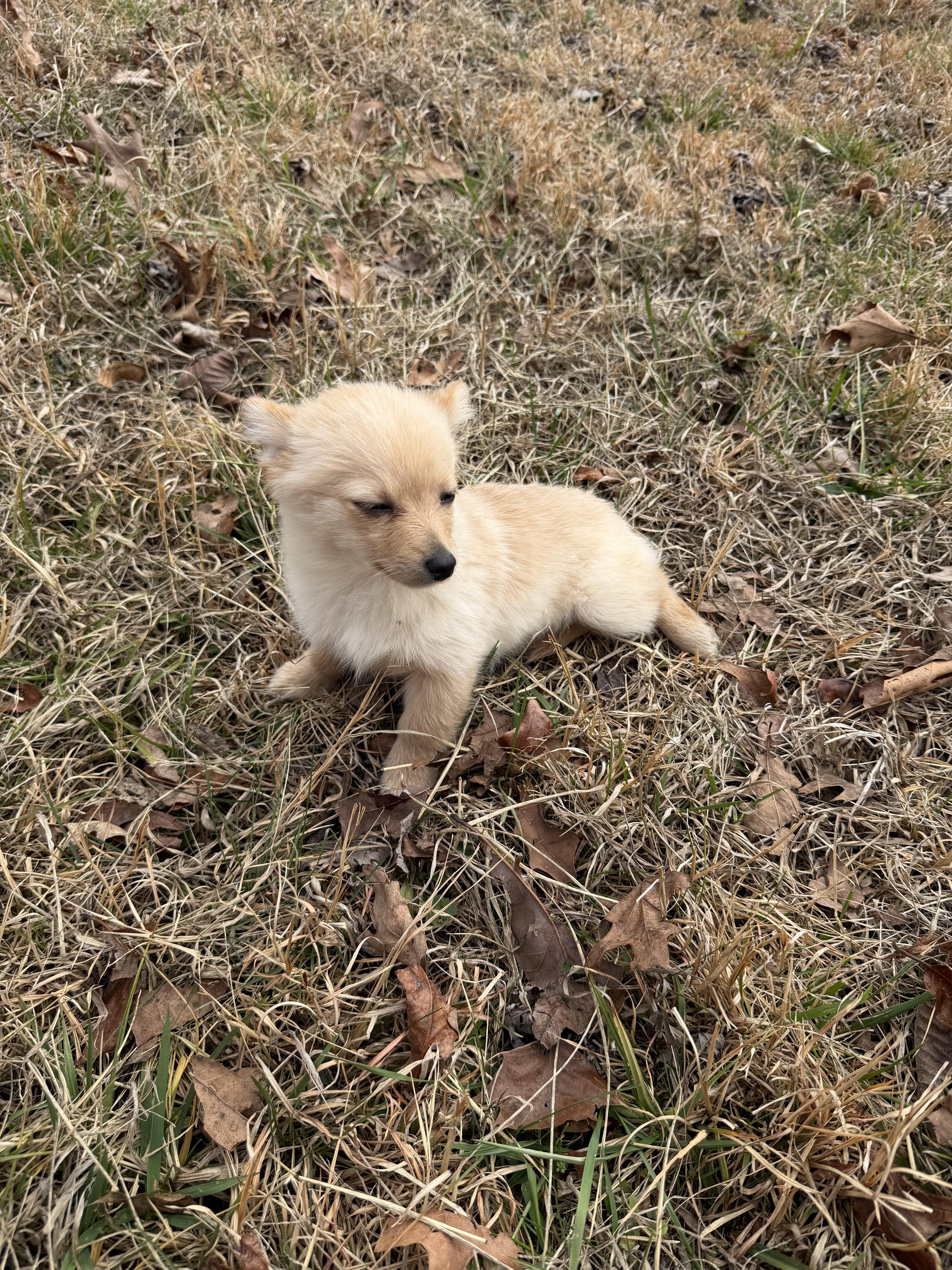 Enlarge Goldie , an adopted mixed breed in Morristown, TN image 2/2