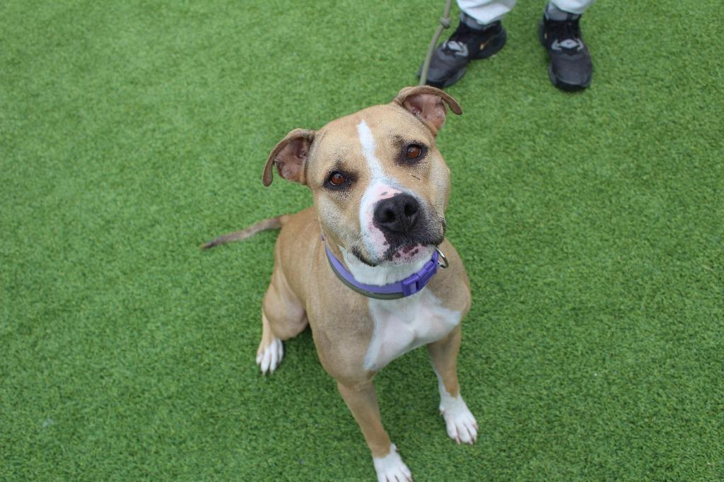 Sugar, a ADOPTABLE mixed breed in Chestertown, MD image 2/3