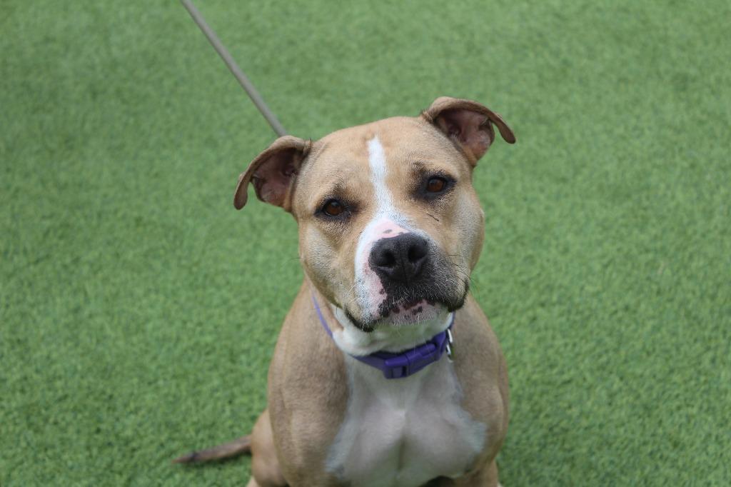 Sugar, a ADOPTABLE mixed breed in Chestertown, MD image 1/3