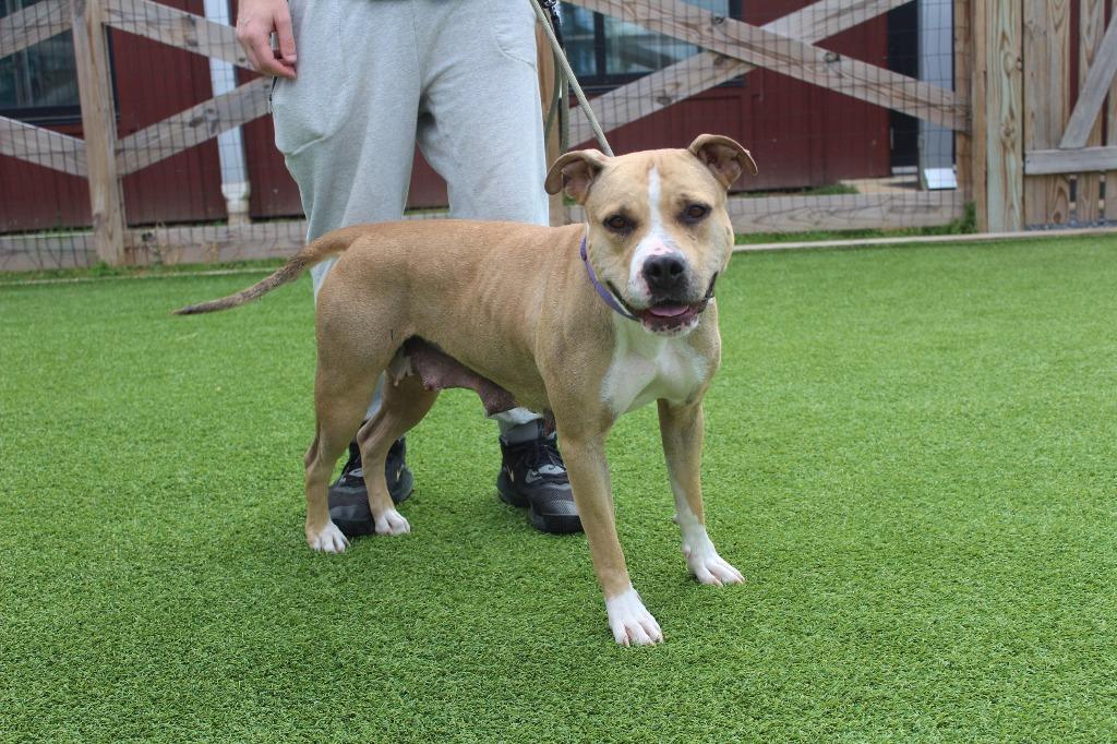 Sugar, a ADOPTABLE mixed breed in Chestertown, MD image 3/3