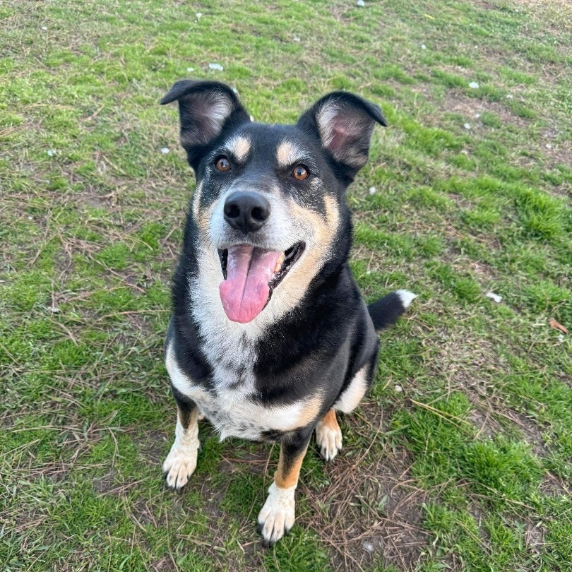 Enlarge Carlisle - senior(in foster) , an adoptable Mixed Breed in Myrtle Beach, SC image 1/5