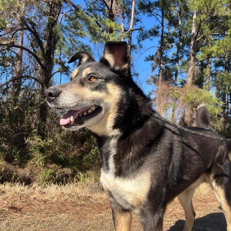 Enlarge Carlisle - senior(in foster) , an adoptable Mixed Breed in Myrtle Beach, SC image 3/5