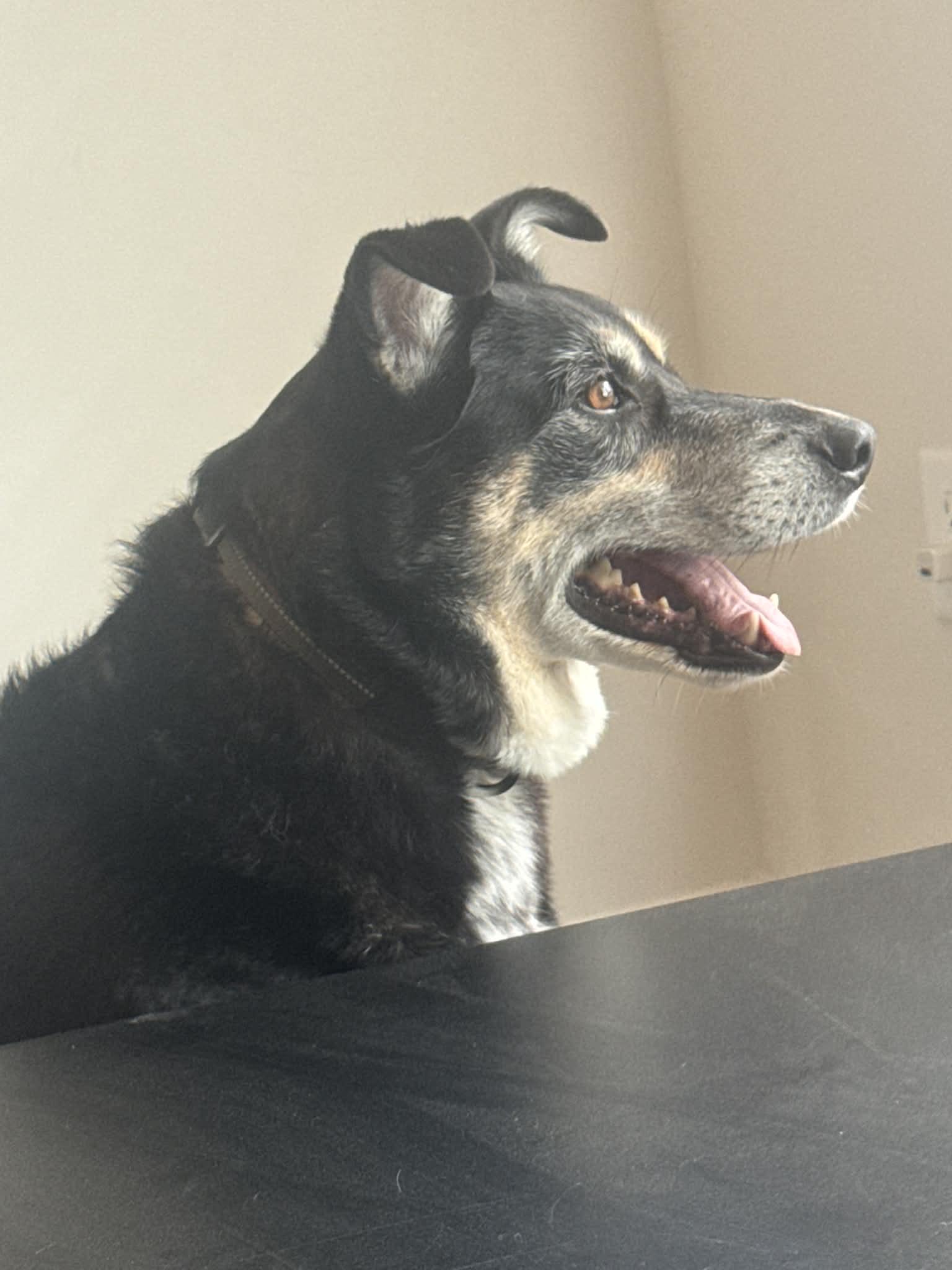 Enlarge Carlisle - senior(in foster) , an adoptable Mixed Breed in Myrtle Beach, SC image 5/5