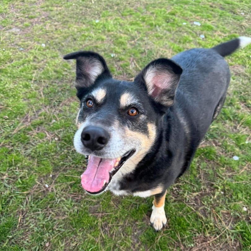 Carlisle - senior, Adoptable, Senior Male Mixed Breed.