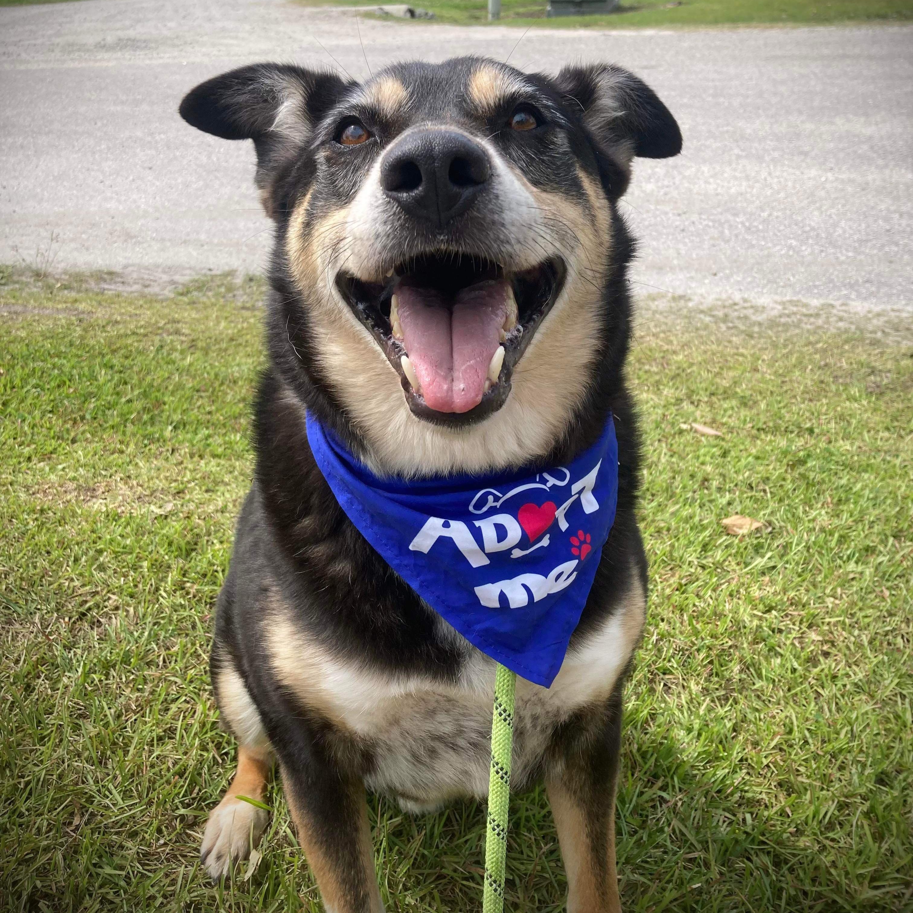 Enlarge Carlisle - senior(in foster) , an adoptable Mixed Breed in Myrtle Beach, SC image 2/5