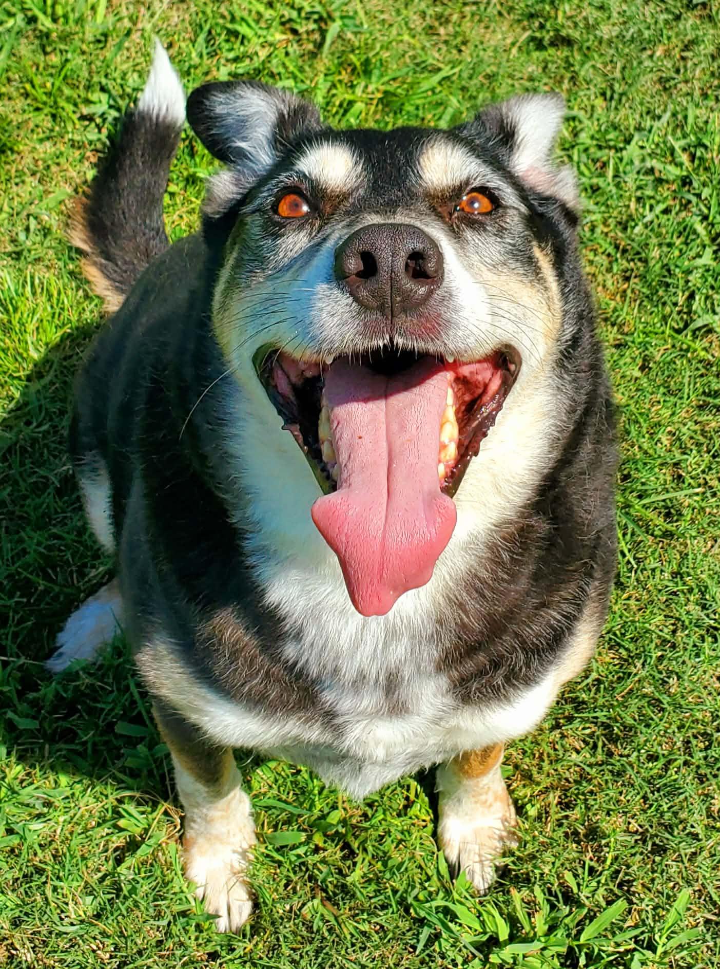 Enlarge Carlisle - senior, a Adoptable Mixed Breed in Myrtle Beach, SC image 4/6