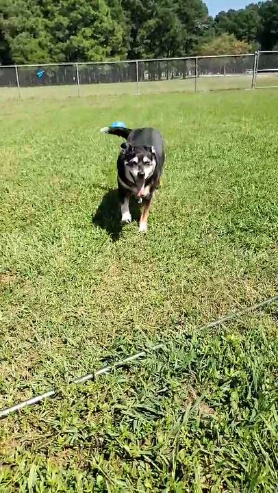 Enlarge Carlisle - senior, a Adoptable Mixed Breed in Myrtle Beach, SC video 3/6