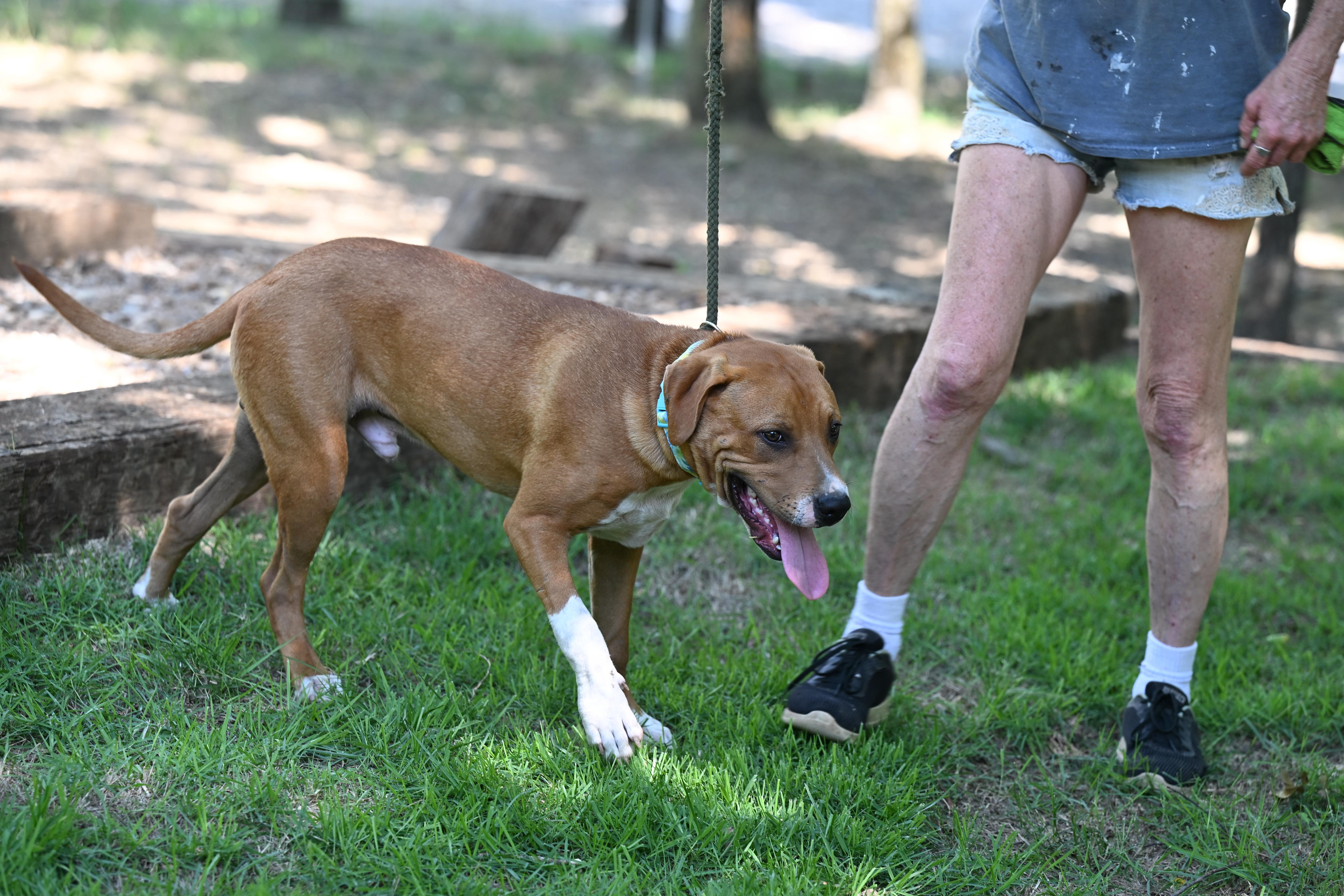 MICKEY - lap dog photo 4