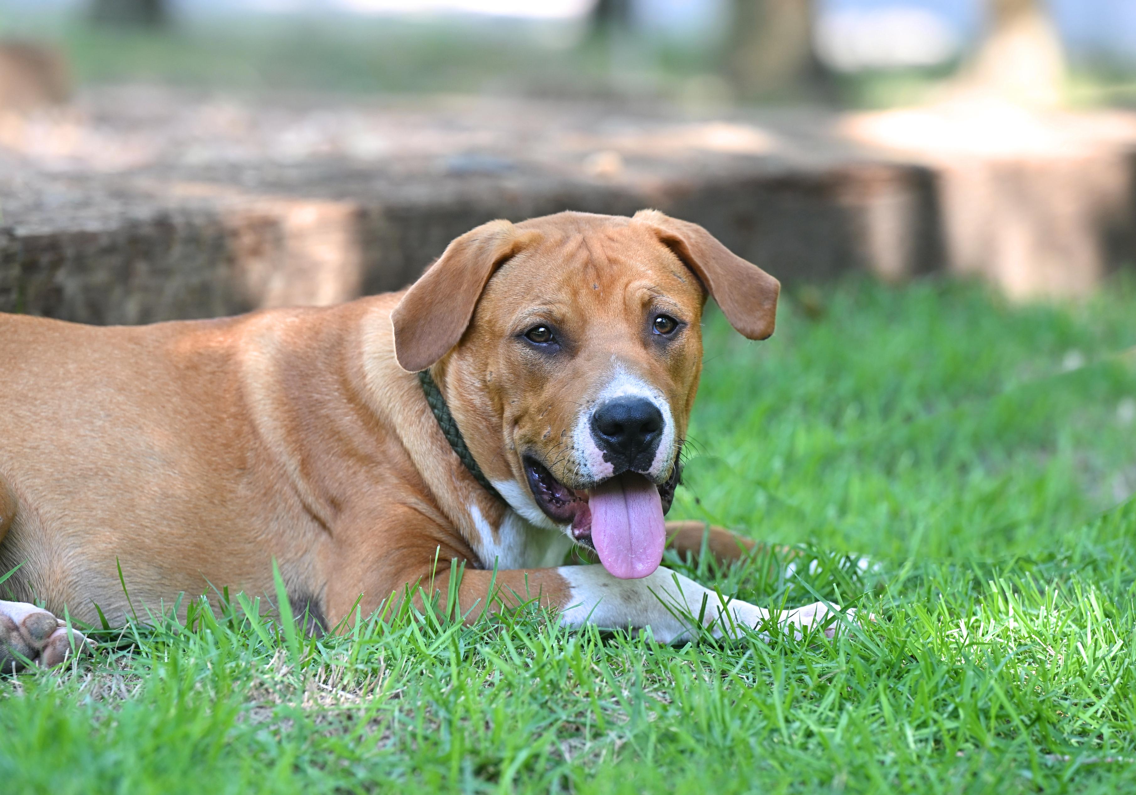 MICKEY - lap dog photo 3