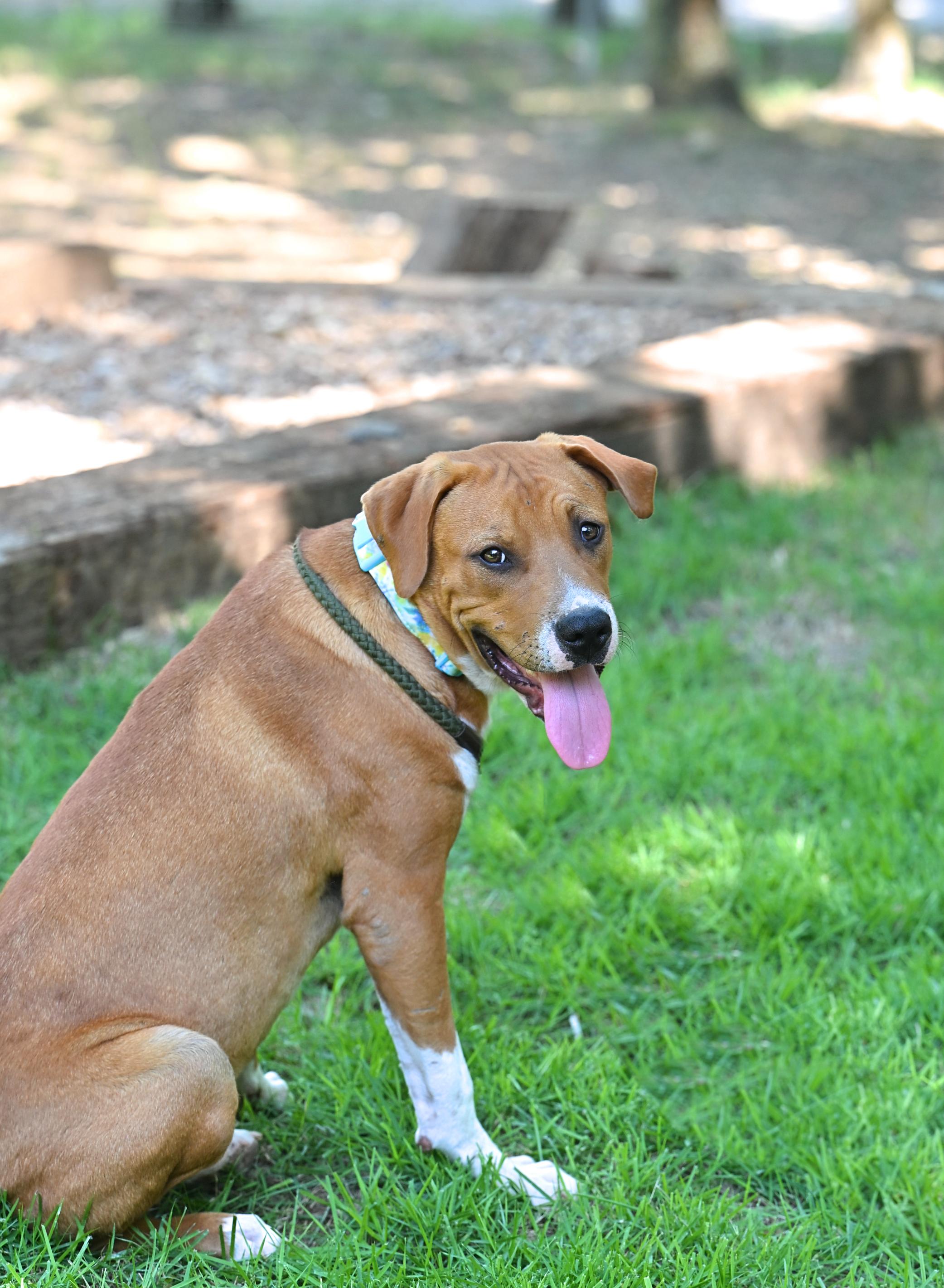 MICKEY - lap dog photo 2