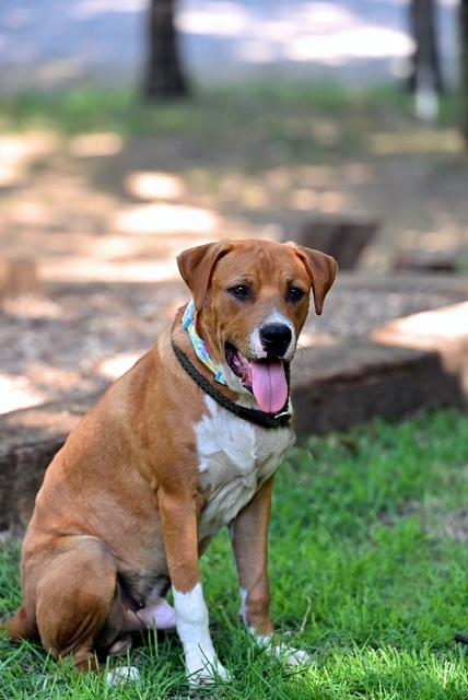 MICKEY - lap dog, Young Male Shar-Pei