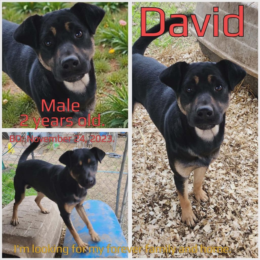 David — thumbnail 3