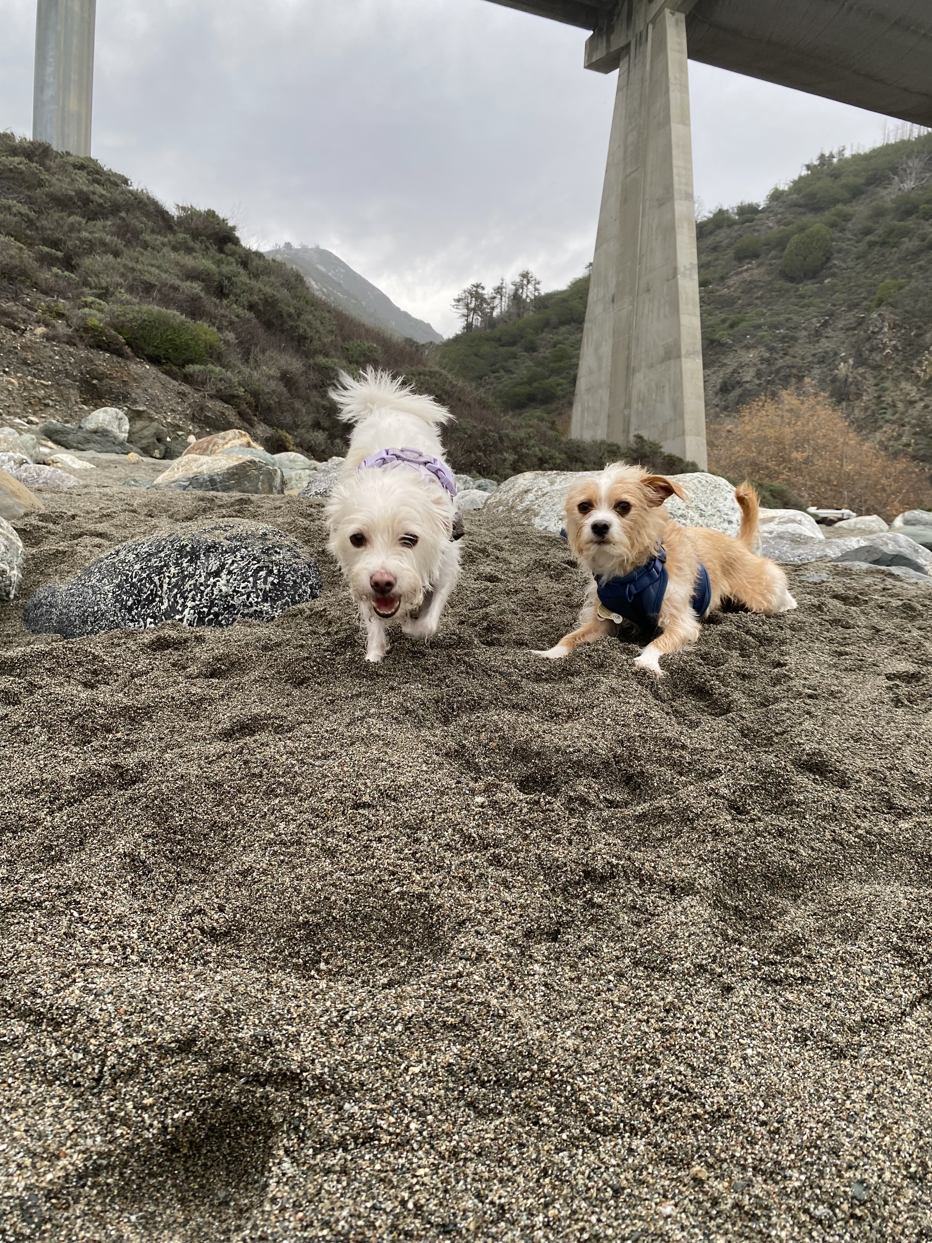 Bernie and Baxter, a Adoptable mixed breed in Emeryville, CA image 2/12