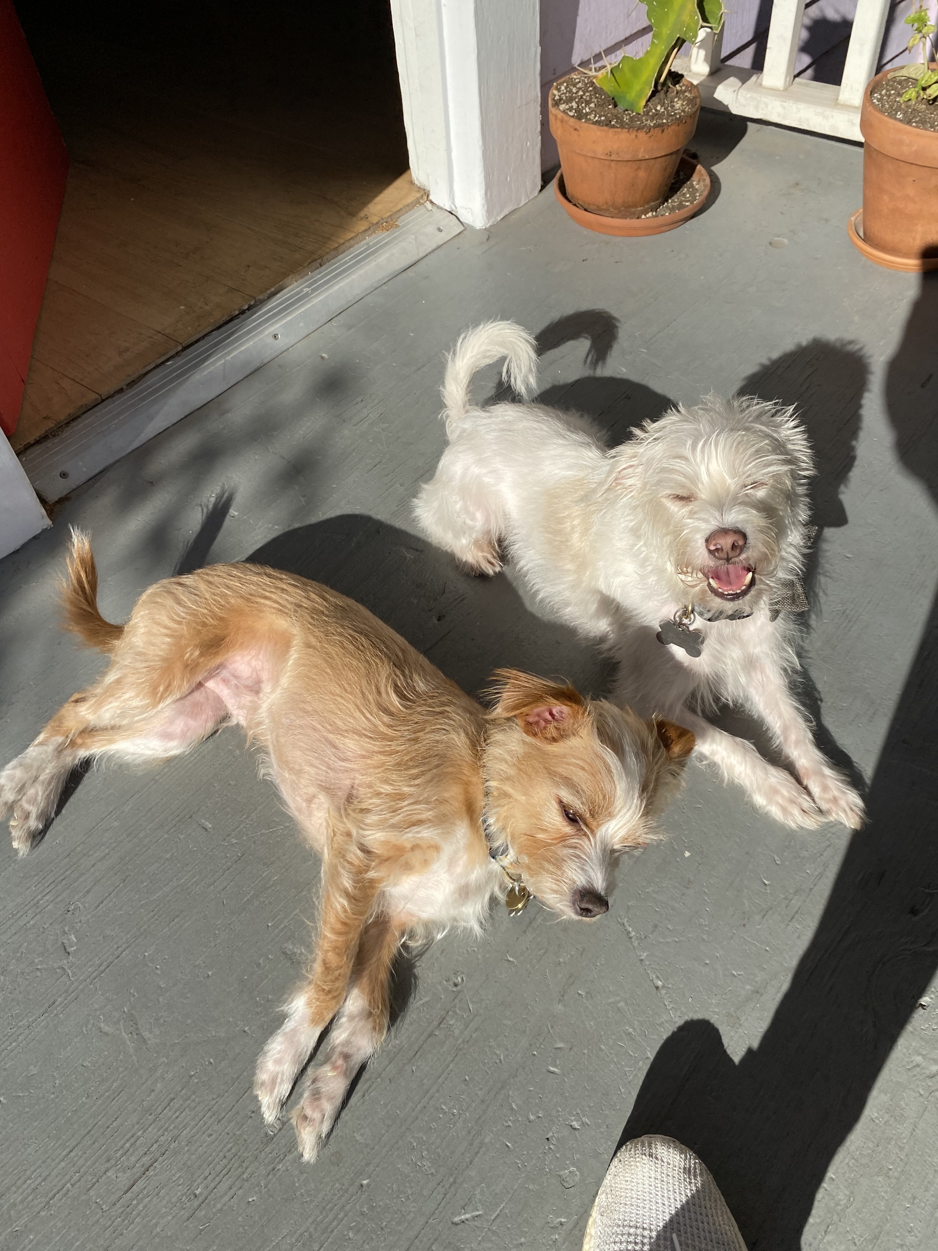 Bernie and Baxter, a Adoptable mixed breed in Emeryville, CA image 4/12