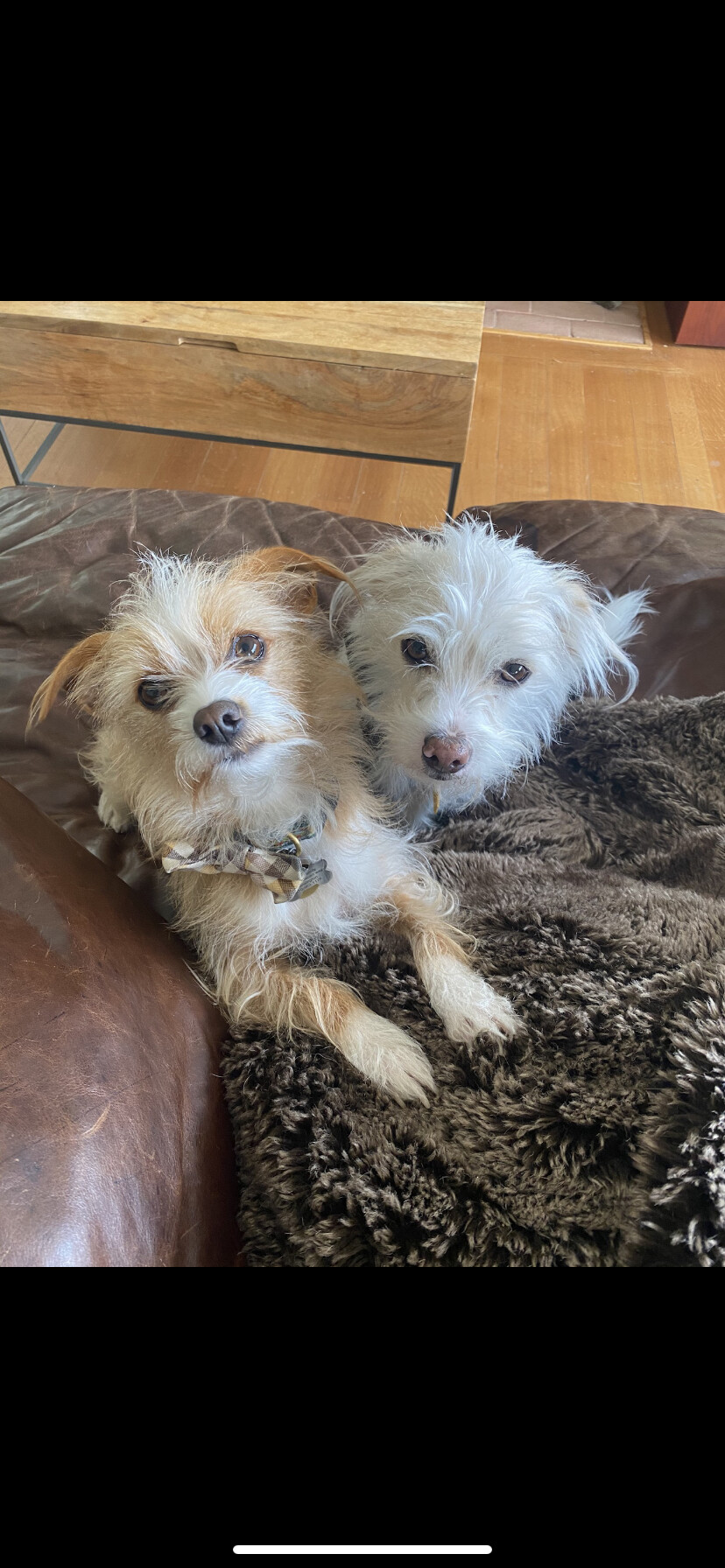 Bernie and Baxter, a Adoptable mixed breed in Emeryville, CA image 5/12