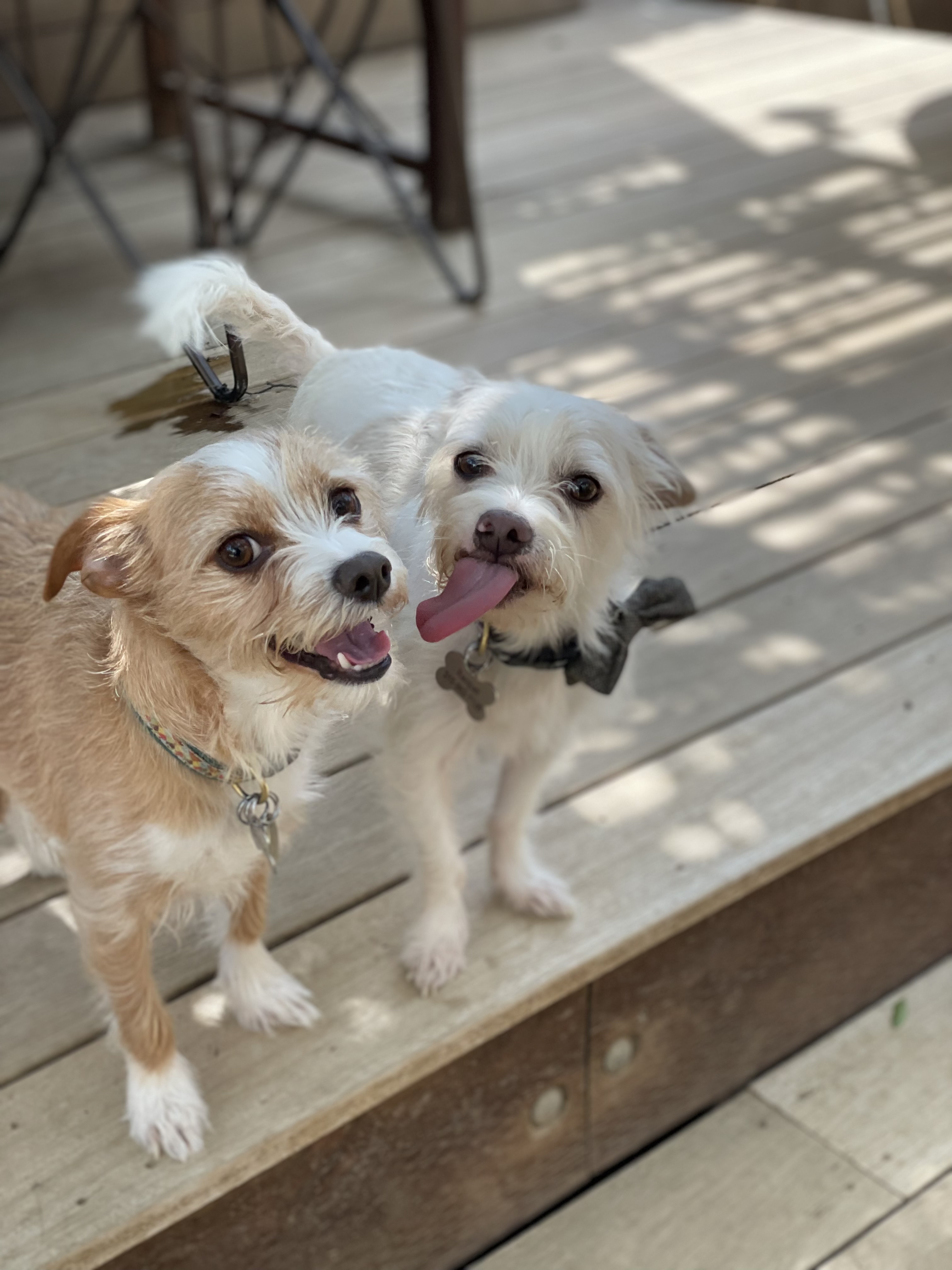 Bernie and Baxter, a Adoptable mixed breed in Emeryville, CA image 6/12
