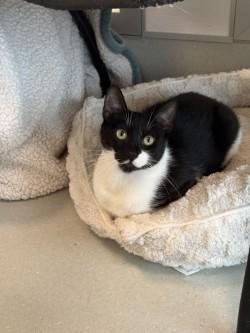 Smidge, Adoptable, Adult Female Domestic Short Hair & Domestic Short Hair.