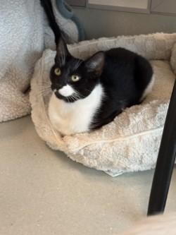 Enlarge Smidge, a Adoptable mixed breed in Roseville, CA image 2/2