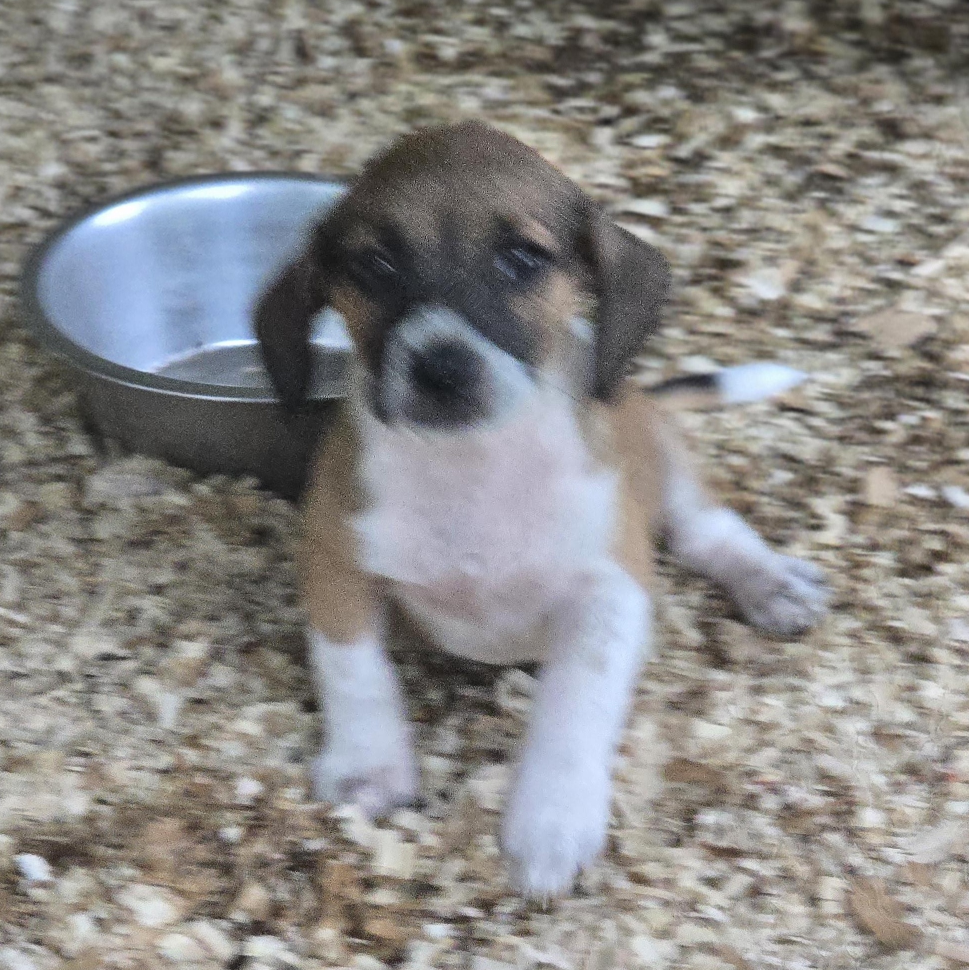 Enlarge Rebel, a Adoptable mixed breed in Zaleski, OH image 2/2