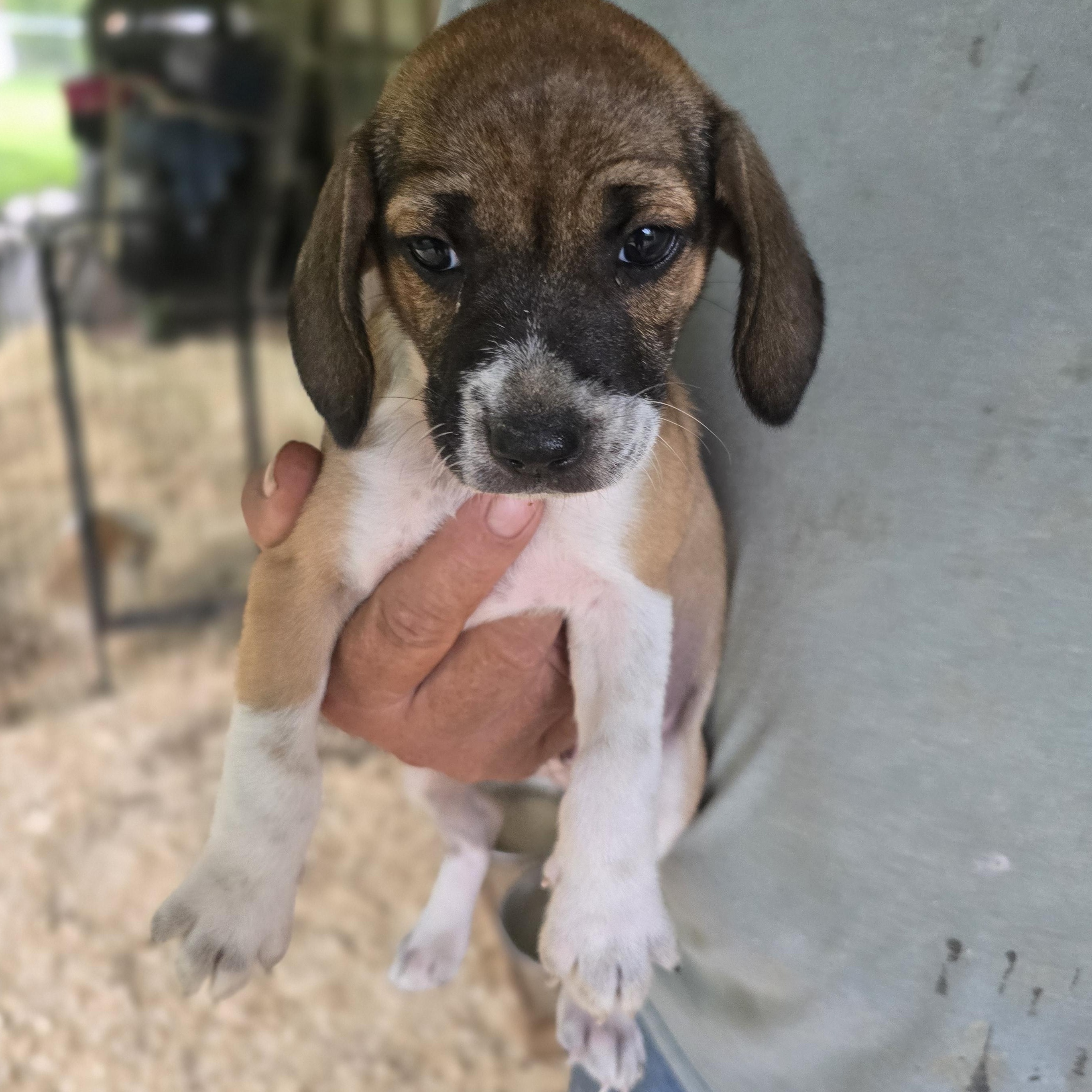 Enlarge Rebel, a Adoptable mixed breed in Zaleski, OH image 1/2