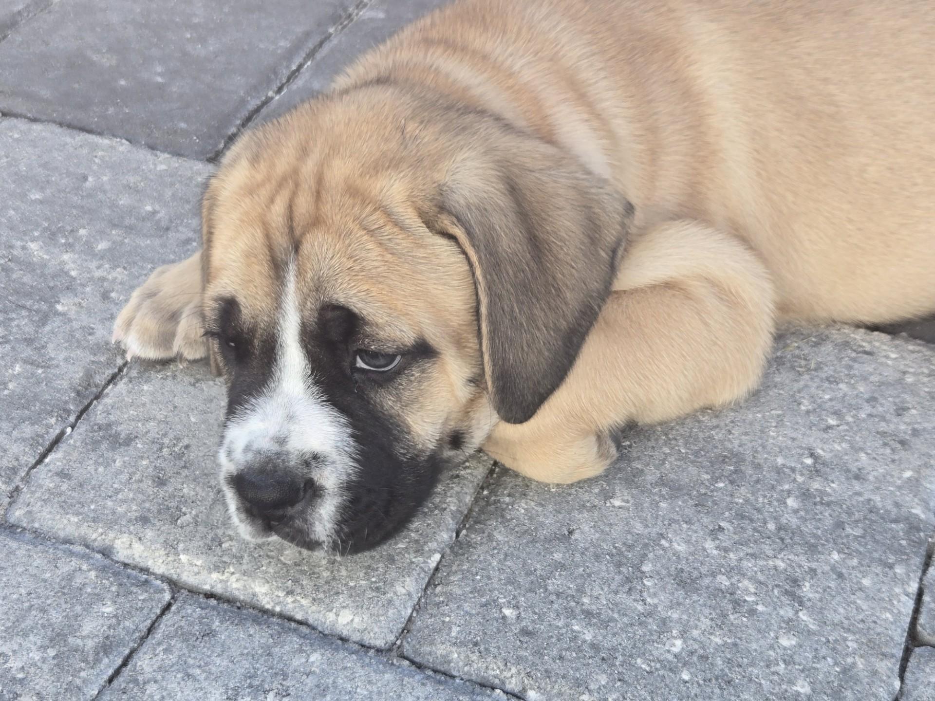 Enlarge Bruiser, an adoptable mixed breed in Orlando, FL image 6/6