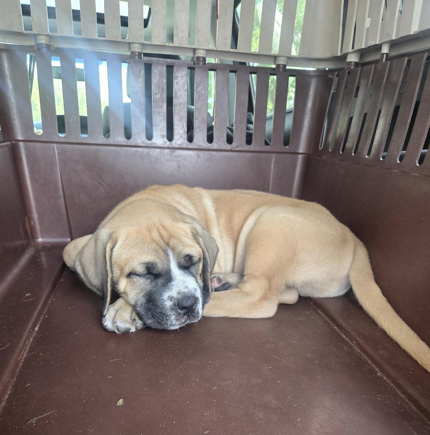 Enlarge Bruiser, an adoptable mixed breed in Orlando, FL image 4/6